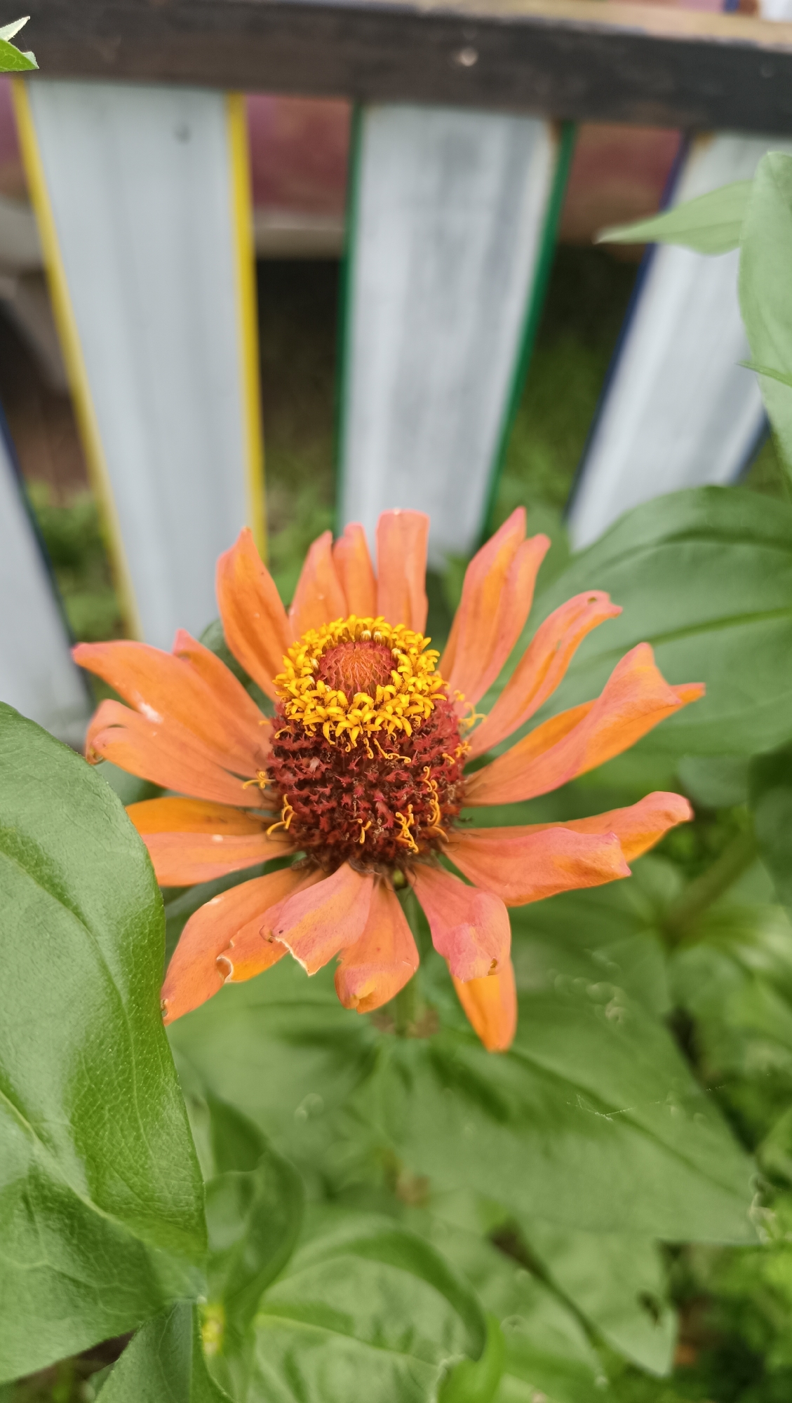 A close-up shot focuses on a vibrant orange zinnia flower with a prominent yellow and brown center. The flower's petals are delicate and slightly ruffled, with some showing minor imperfections. It is surrounded by lush green foliage. In the blurred background, a wooden fence with vertical white, yellow, and green slats is visible. The scene appears to be an outdoor garden setting. There is no indication of the specific location within the city of Karsha, Russia.