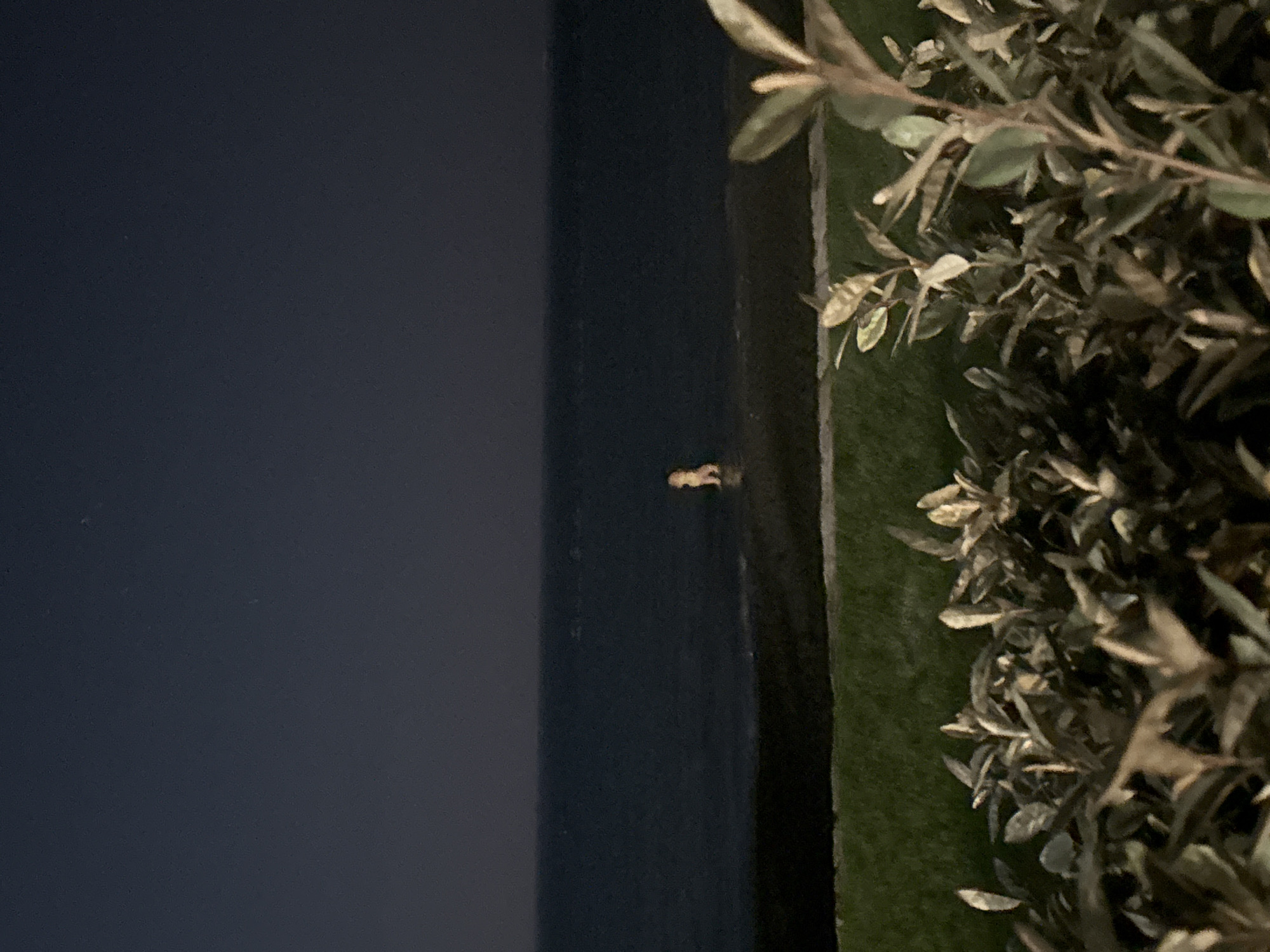 In Agios Tychona Community, Cyprus, at night, a dog is visible standing in shallow water near the shore of a dark body of water. The sky is dark and clear with a few faint stars. In the foreground, there is a strip of green grass followed by a dense cluster of out-of-focus, leafy plants.