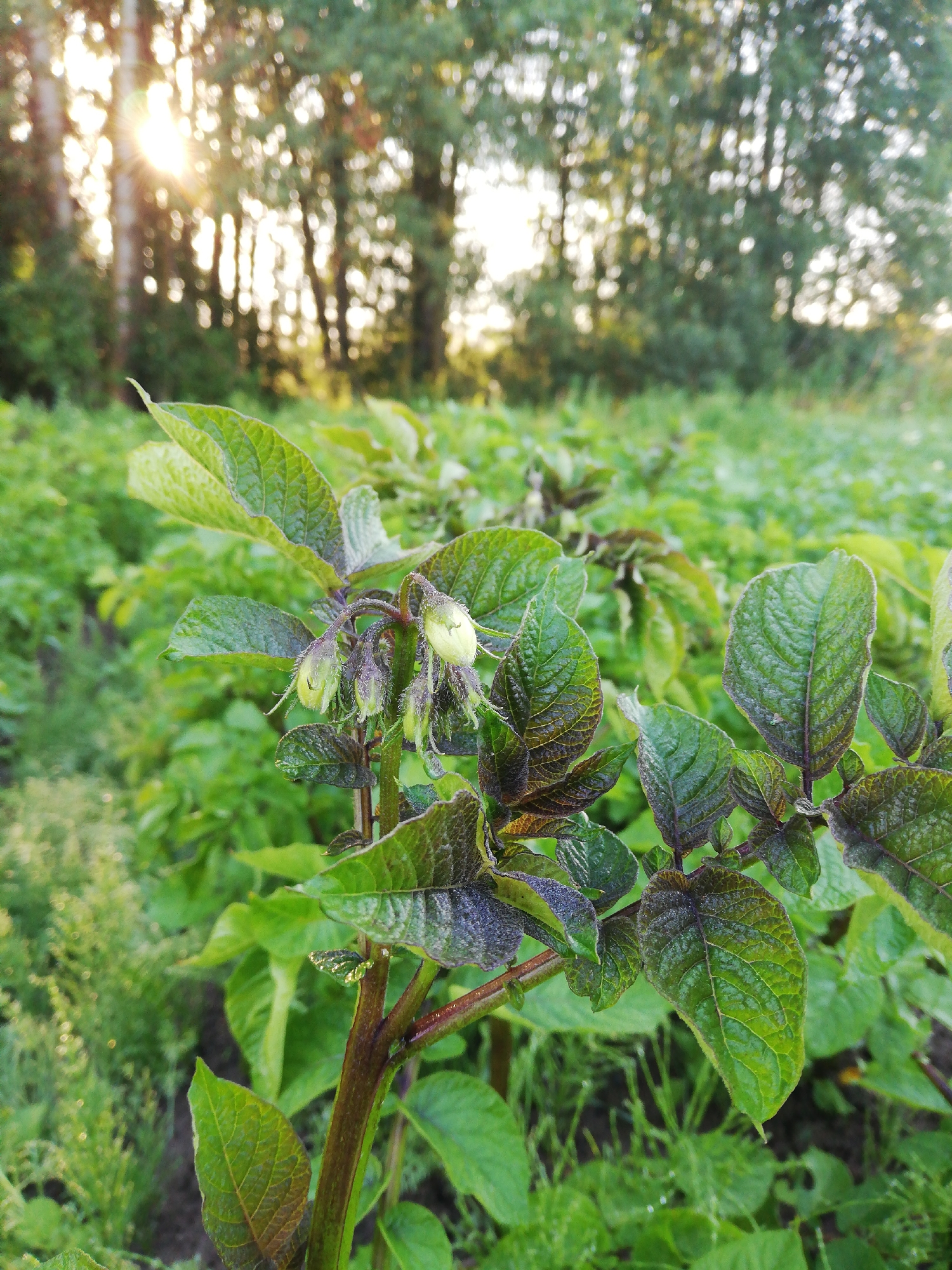 A close-up, eye-level shot captures a potato plant with developing flower buds in the foreground. The plant's stem is a deep reddish-brown, and its leaves are a vibrant green with some exhibiting a purplish hue, particularly on the edges and undersides. The leaves are textured and slightly fuzzy. Several pale green, elongated flower buds are visible, some partially open, clustered at the top of a stem.
Behind the foreground plant, a field of potato plants stretches into the background, creating a dense, green carpet. The lighting suggests late afternoon or early evening, with the sun casting a warm, golden glow through the trees in the distance. The sun's rays are visible as bright flares, creating a bokeh effect in the background foliage and contributing to the overall soft, natural lighting of the scene. The environment appears to be a rural agricultural setting, likely a potato field, within the vicinity of Новапагосцкі сельскі Савет, Belarus. The overall impression is one of a tranquil, natural landscape bathed in warm, diffused light.