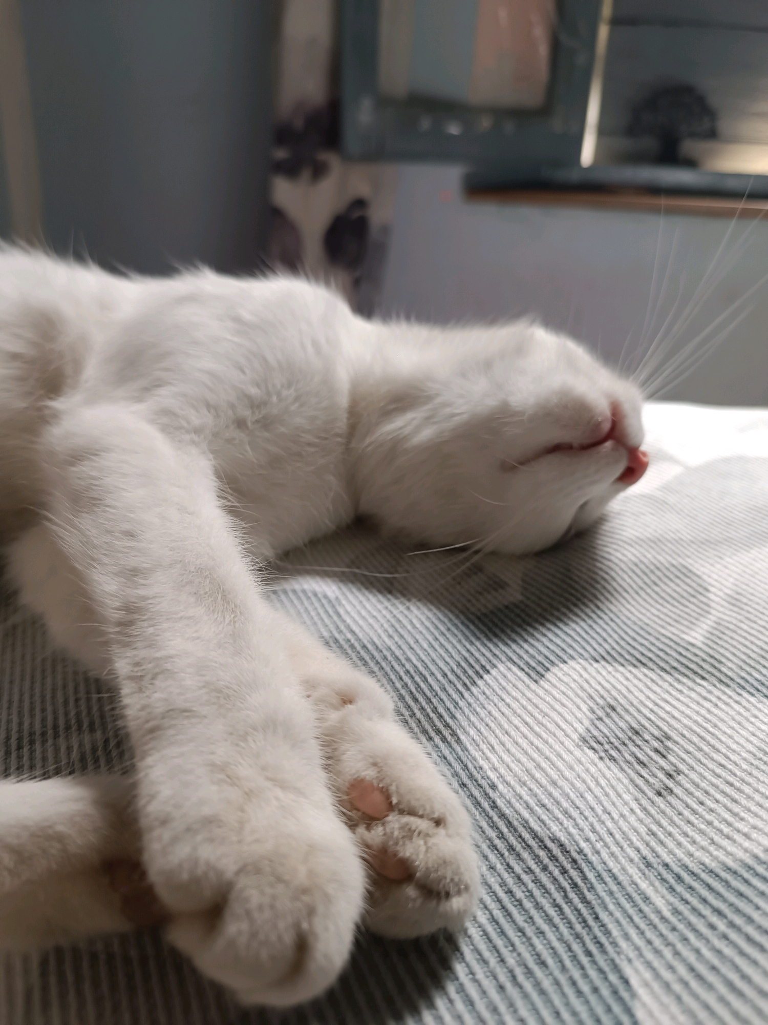 A white cat is sleeping on a bed. The cat is on its side with its head resting on the bed. Its eyes are closed and its mouth is slightly open. The cat's paws are visible in the foreground. The background is blurred and shows a wall and a window. The image is taken from a low angle, looking down at the cat. The lighting is soft and natural. The scene is peaceful and serene. The image does not contain any information about its location in the city of Viadana, Italy.