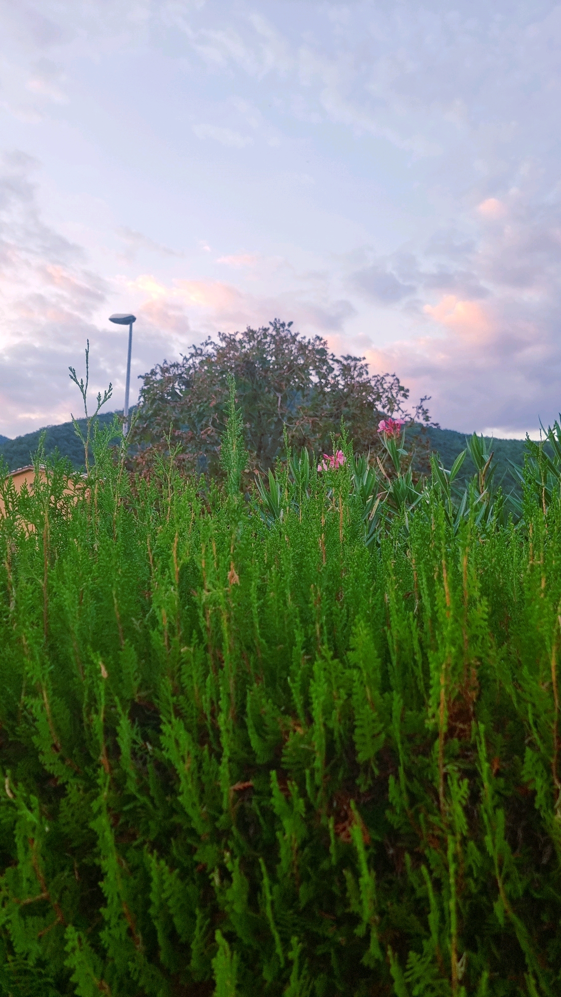 In Sant Joan Les Fonts, Spain, a low-angle shot captures a dense hedge of vibrant green coniferous foliage in the foreground. Behind the hedge, a large, mature tree with dark green leaves stands centrally, its branches reaching upwards. To the left of the tree, a tall, slender streetlamp with a curved top is visible, its dark pole contrasting with the sky. A hint of a building, likely a house with a light-colored facade, is partially obscured by the foliage on the far left. In the middle ground, behind the tree, two small, pink flowers bloom. The background consists of rolling green hills, shrouded in a soft, hazy light. The sky above is a pale blue, transitioning to hues of pink and gray, indicating either sunrise or sunset.