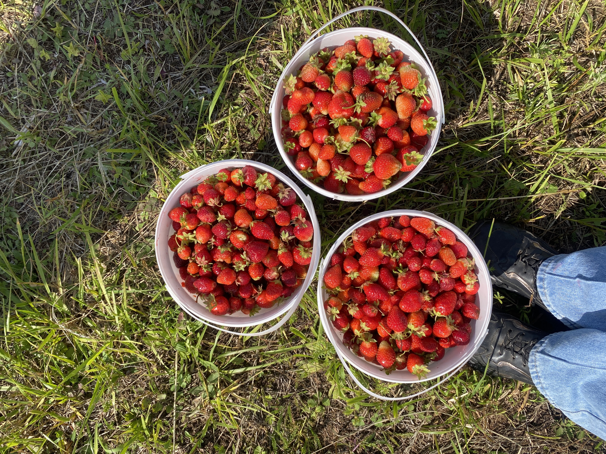 A high-angle, full shot shows three white buckets filled with ripe strawberries on a grassy field. The buckets are arranged in a triangular formation. In the bottom left corner of the image, a person's legs are visible, clad in blue jeans and black shoes, suggesting they are the one who picked the strawberries. The background consists of a sun-drenched grassy area with patches of dry grass and some weeds. The scene appears to be set in Zhigalki, Russia, during a warm, sunny day.