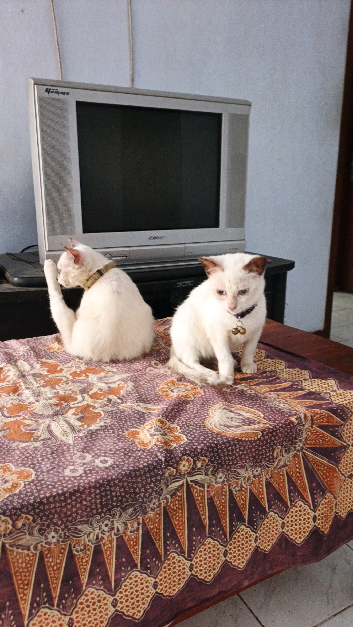 Two white cats are sitting on a batik fabric in front of an old television. The cat on the left is sitting with its hind legs tucked under its body and its tail raised, while the cat on the right is sitting upright with its head tilted slightly. The batik fabric is purple with orange and white floral patterns. The television is silver and appears to be a CRT model. The scene is lit by natural light, and the background is a light blue wall and a brown wooden door. The location is identified as Campurdarat, Indonesia.