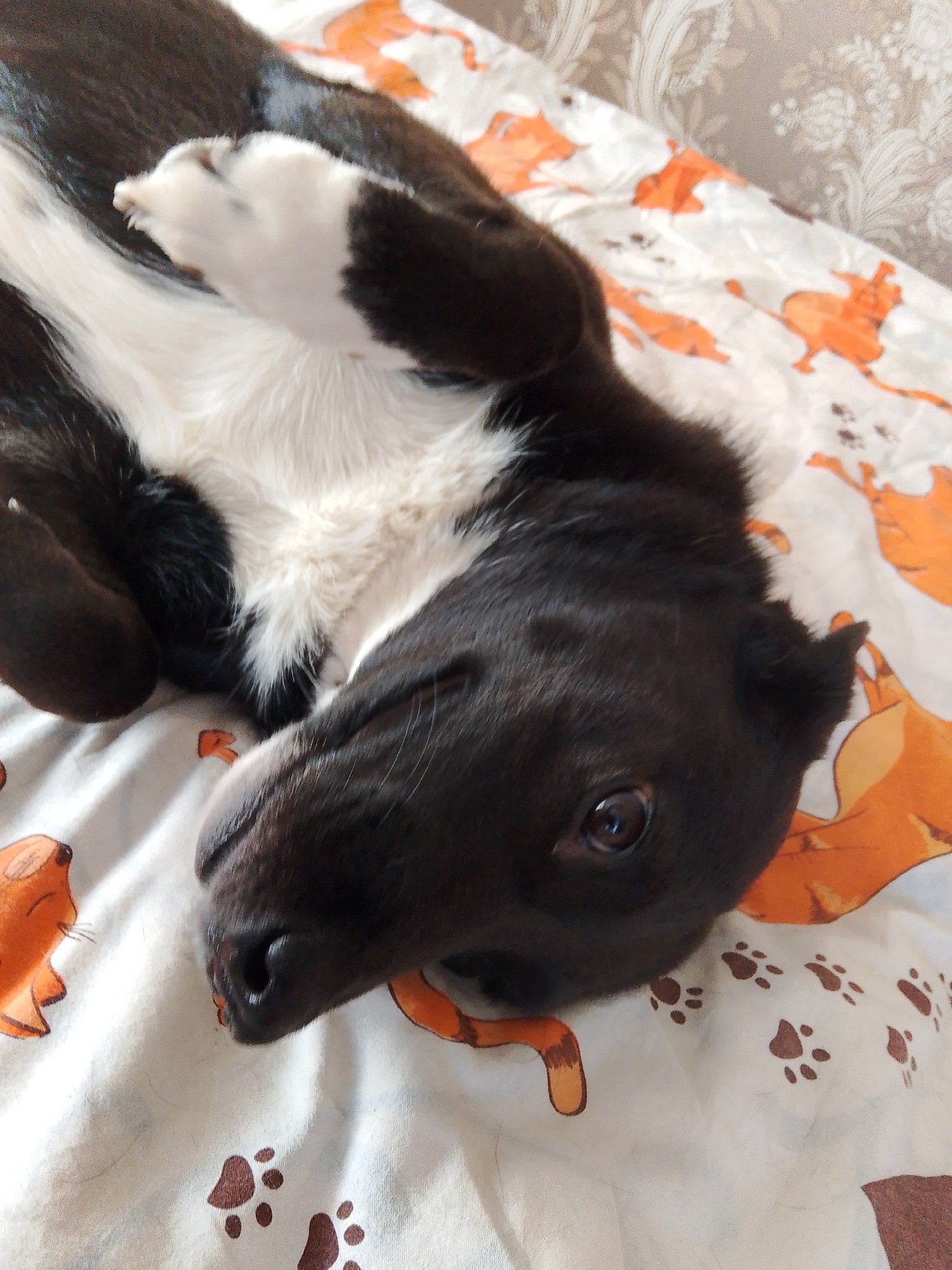 A black and white dog lies on its back on a bed covered with a white patterned sheet. The sheet features a design of orange foxes and brown paw prints. The dog's head is angled towards the bottom of the frame, with one eye visible. The dog's white chest is visible, and one white paw is raised. The location cannot be determined to be Фоки, Russia from this image.