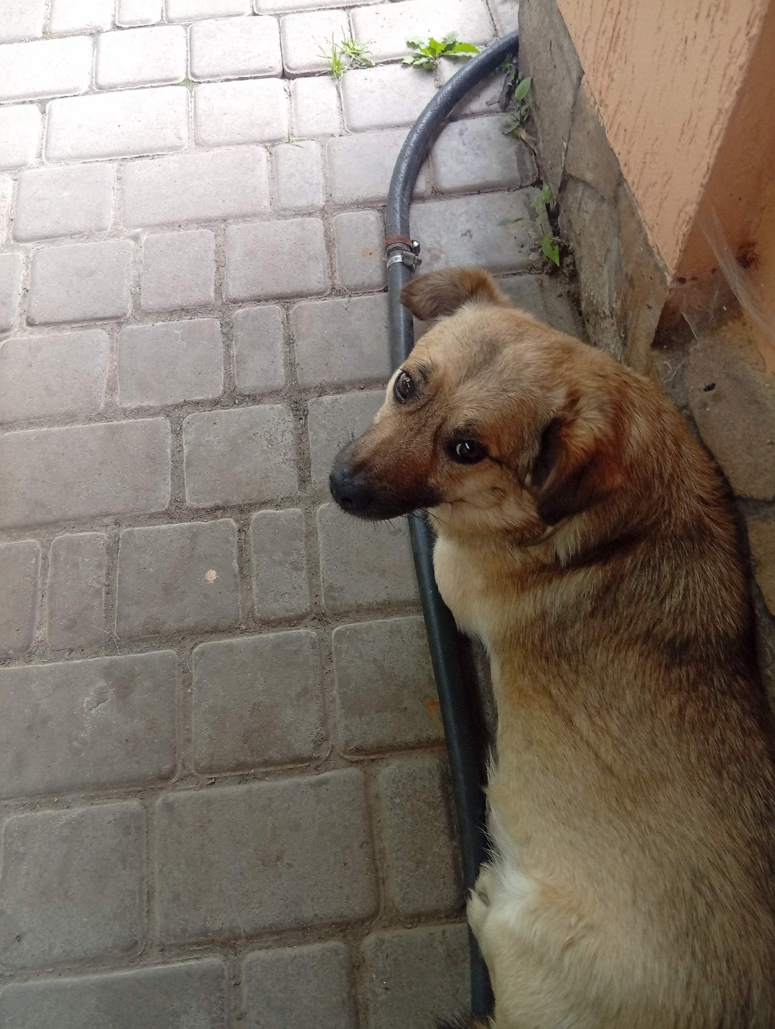 An overhead shot captures a medium-sized, light brown dog lying on a paved walkway. The dog is positioned on the right side of the frame, facing left with its head turned towards the camera. Its fur is a mix of tan and brown, and it has dark eyes and floppy ears. The dog's body extends downwards and to the right, with its tail and rear not fully visible.
The walkway is made of rectangular grey pavers, arranged in a staggered pattern. Some sparse green vegetation is visible growing between the pavers, particularly in the upper left portion of the image. A black hose, secured with a metal clamp, runs diagonally from the top right to the middle left of the frame, lying on top of the pavers. To the right of the dog, a textured, light orange wall with grey stone accents forms the background. The scene appears to be outdoors, possibly in a residential or alleyway setting, based on the paving and wall structure. The lighting suggests it is daytime, with some shadows cast on the pavers.