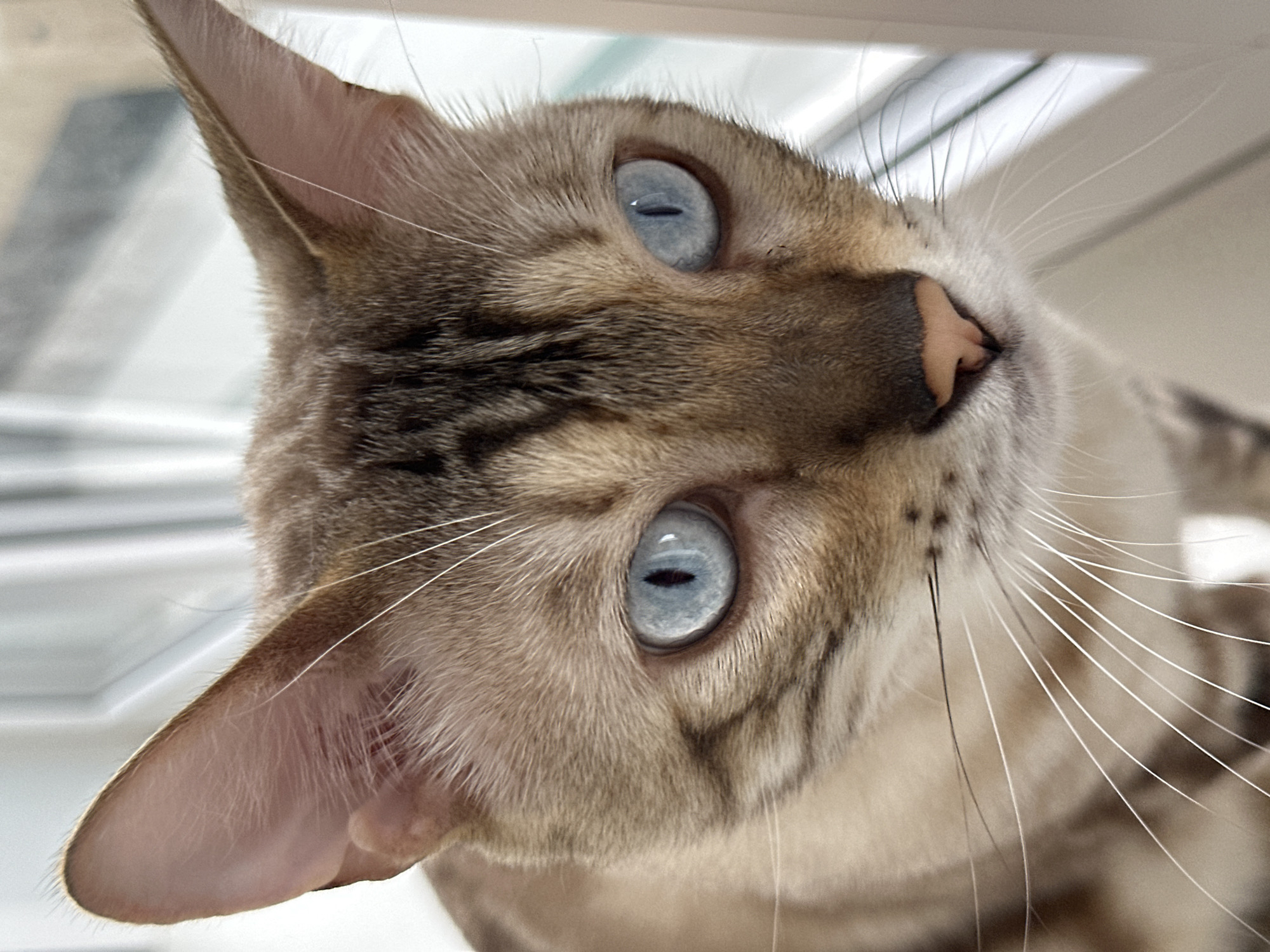 The image is a close-up portrait of a cat with striking blue eyes. The cat has brown and tan fur with dark stripes on its head and back. Its whiskers are long and white. The cat is looking slightly to the right of the camera. The background is out of focus and appears to be a window with vertical blinds or panes, suggesting an indoor setting. The lighting is soft and natural. There is no indication of the city of Energetik, Russia, or any other specific location within the image itself.