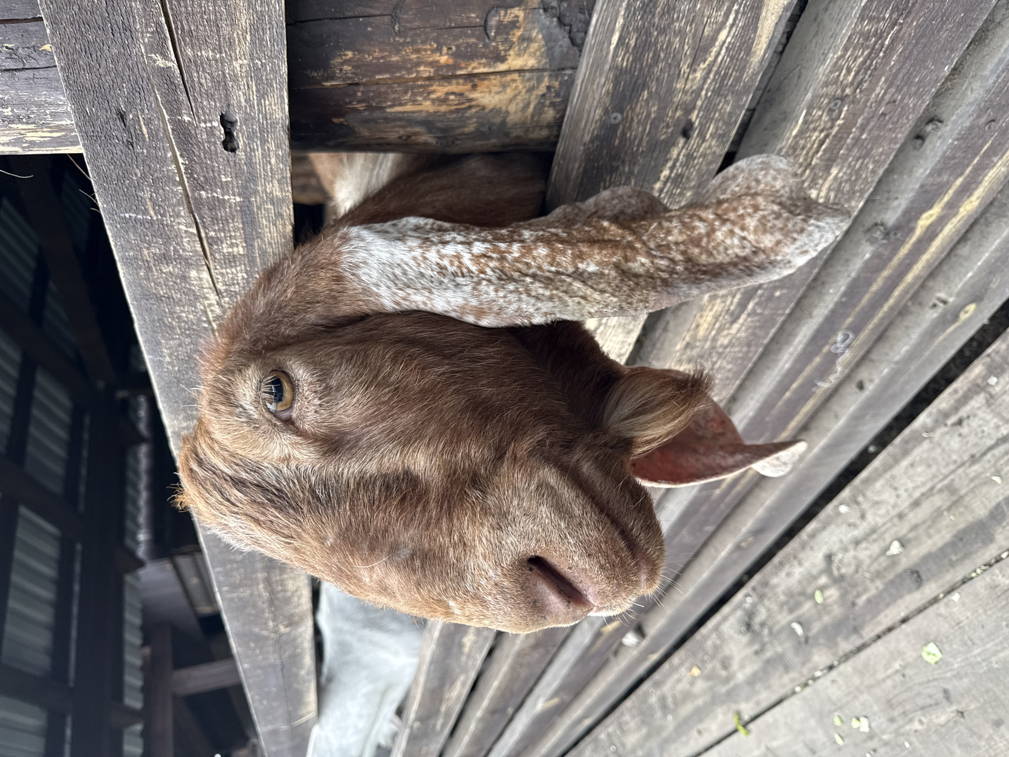 A close-up, angled shot depicts the head of a brown goat peering from a wooden structure. The goat has long, mottled ears with a mix of brown and white fur. It is positioned between wooden planks, which appear to be part of a building's support or a fence. The location is in the city of Pridorozhnyy, Russia. The environment seems to be rural. The goat is the primary subject. The wooden planks form the immediate surroundings. No humans are visible.