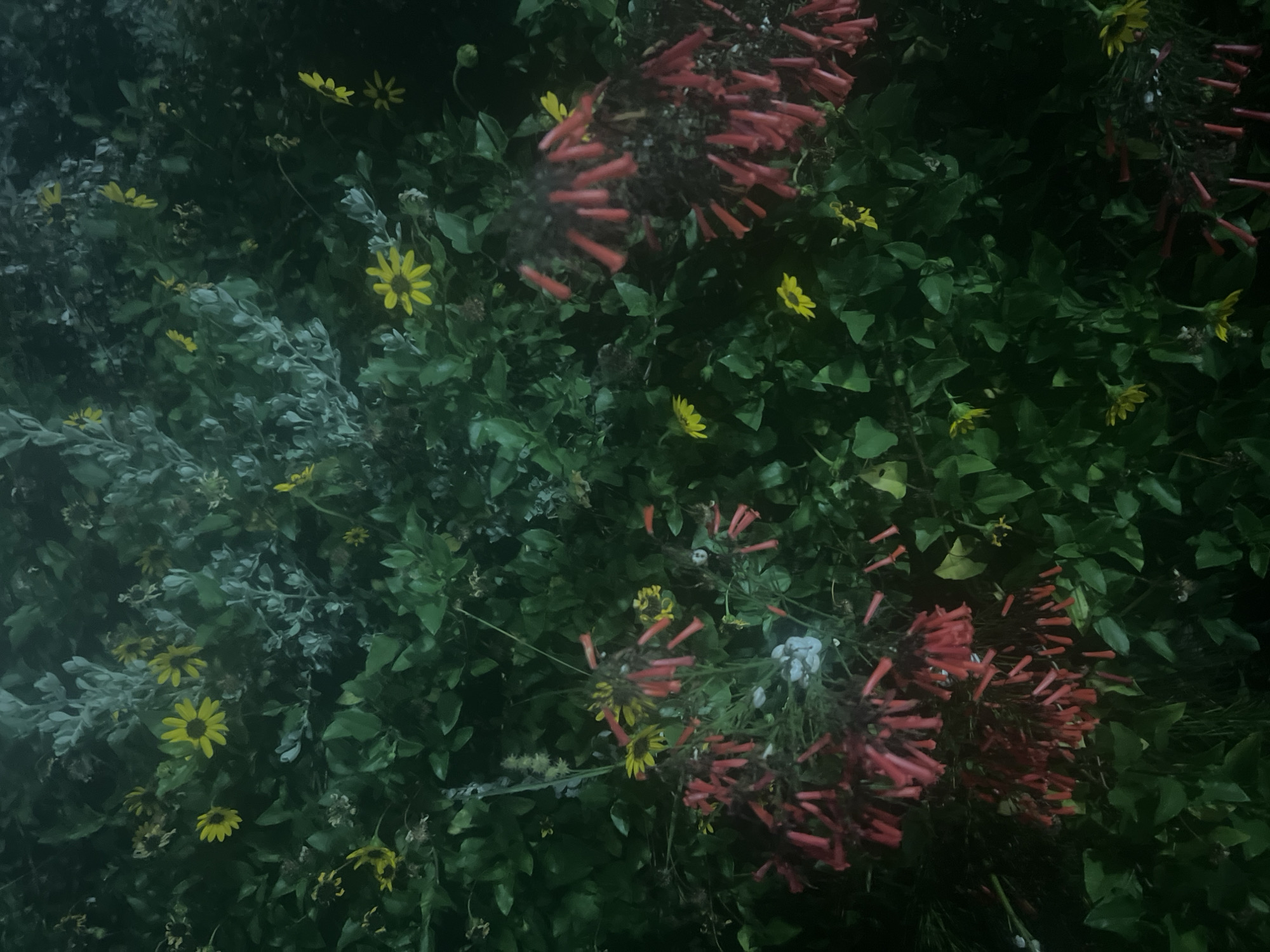 This is a nighttime, dimly lit photograph of dense vegetation, featuring a variety of flowers and green foliage. Prominently displayed are clusters of tubular, red-orange flowers, possibly Firecracker plant (Russelia equisetiformis), cascading downwards. Scattered among the greenery are several small, yellow, daisy-like flowers, likely Black-eyed Susans (Rudbeckia hirta) or similar species. The background is filled with dark green leaves and some silvery-gray foliage, creating a textured, layered effect. The lighting is uneven, with some areas appearing brighter and others almost completely in shadow, suggesting artificial light sources are present but not directly illuminating the scene uniformly. The overall impression is one of a wild or semi-wild garden area. The image is stated to be located in the city of Or Akiva, Israel. There are no people or animals visible in the photograph. The scene appears to be a still, natural environment.