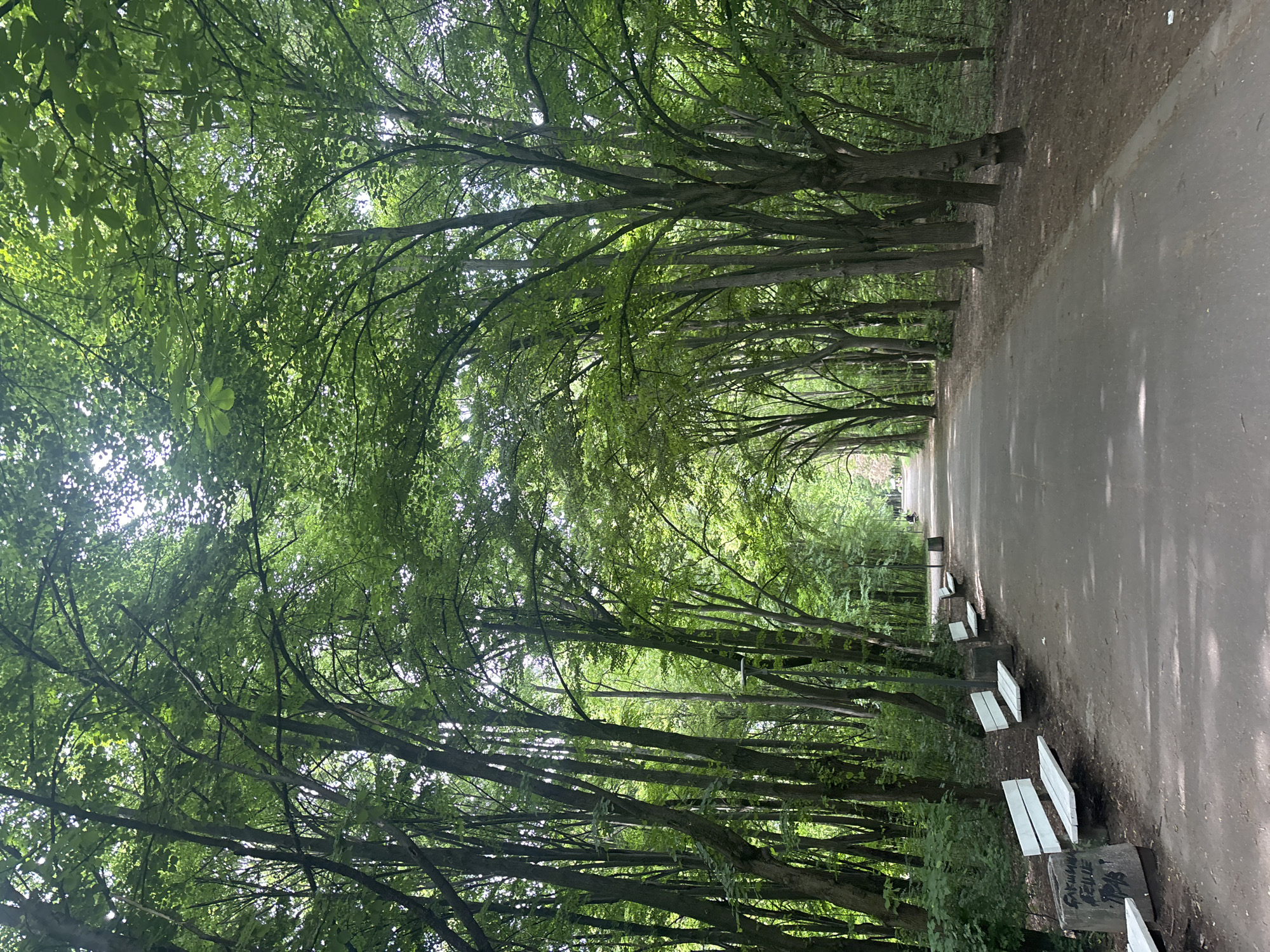 The image depicts a tree-lined pathway, possibly a road or trail, extending into the distance. The pathway is lined with trees on both sides that create a dense canopy overhead, filtering the sunlight. Along one side of the pathway are several benches with white wooden slats and concrete supports. The ground is partially paved, with some areas of dirt or gravel. The scene appears to be set in a park or green space. Given the information that the location is in the city of Sofia, Bulgaria, this is likely a park pathway in the city. There are no people immediately visible in the image.