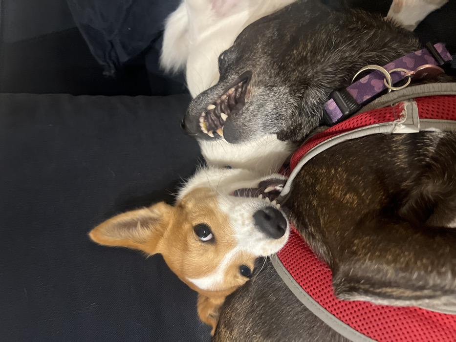 Two dogs are upside down on a dark blue surface. The bottom dog is tan and white, looking at the camera with its mouth open. The top dog is black, white, and brown, also with its mouth open. The top dog is wearing a purple collar and a red harness. The dogs appear to be playing.