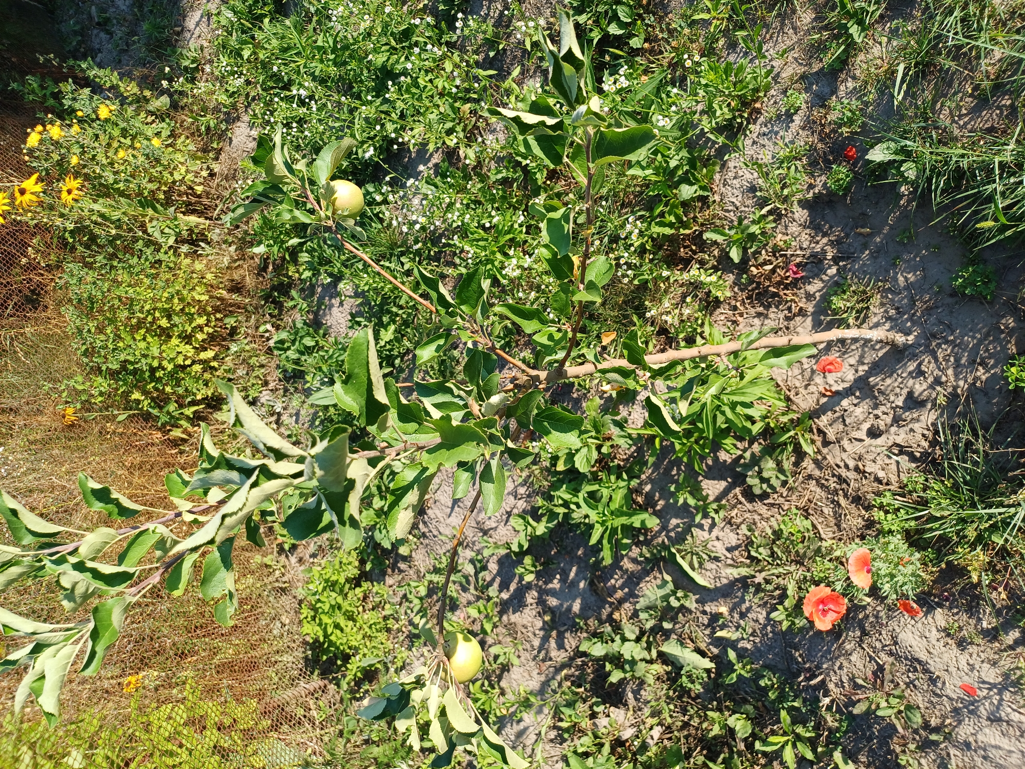 A small, young apple tree is the central focus of this outdoor scene, situated in a garden setting within Sulymivka, Ukraine. The tree, with its thin trunk and sparse branches, bears a few green leaves and one visible green apple. The ground beneath the tree is composed of soil and scattered small pebbles, with patches of green grass and other low-lying vegetation. In the background, a chain-link fence runs horizontally, partially obscured by dense green bushes and a cluster of bright yellow flowers. Several small red flowers, resembling poppies, are scattered across the foreground and mid-ground. The scene is illuminated by natural sunlight, casting shadows on the ground. There are no people or animals present in the image.
