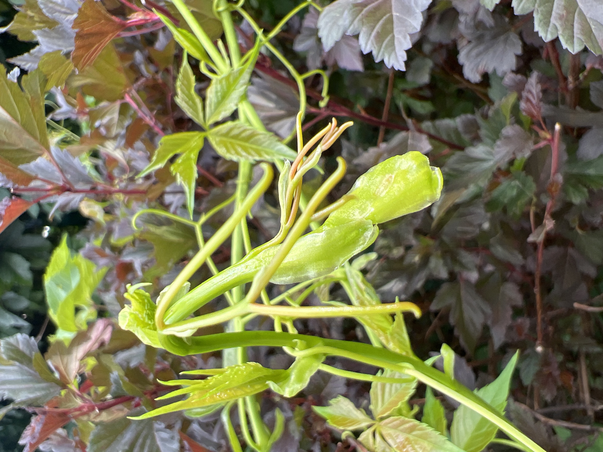 A close-up, eye-level shot shows a bright green vine with new growth, extending from the lower left and curving towards the upper right. The vine is coiled and twisted, with several tendrils reaching out. The new leaves are pointed and vibrant green. In the background, darker foliage, some with reddish-purple hues, creates a blurred backdrop. The scene is outdoors, in a garden or park setting, and given the context, it is likely located in Moscow, Russia. No people or animals are visible.