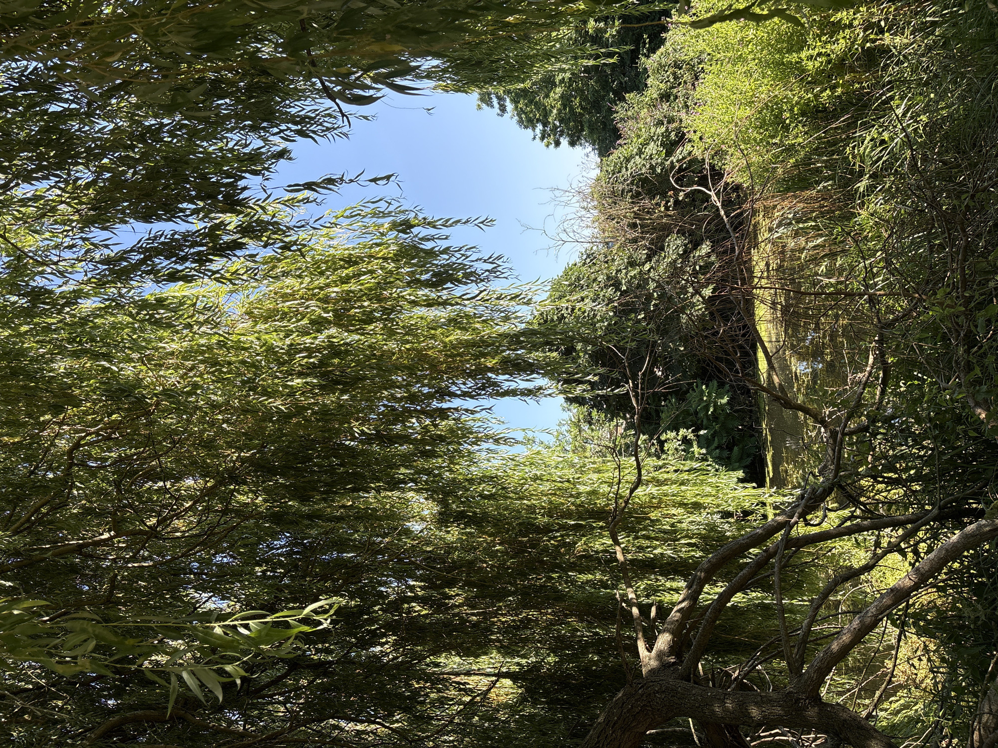 This image depicts a natural scene with a focus on a large weeping willow tree in the foreground. The tree's long, slender branches and leaves cascade downwards, framing a view of a tranquil pond or body of water. The water's surface is partially obscured by dense green foliage and reeds growing along its edge. Beyond the water, a variety of other trees and bushes create a lush, verdant backdrop. The sky above is a clear, bright blue. The lighting suggests a sunny day. The overall impression is one of a peaceful, secluded natural environment. The image was taken in Chelmsford, United Kingdom.