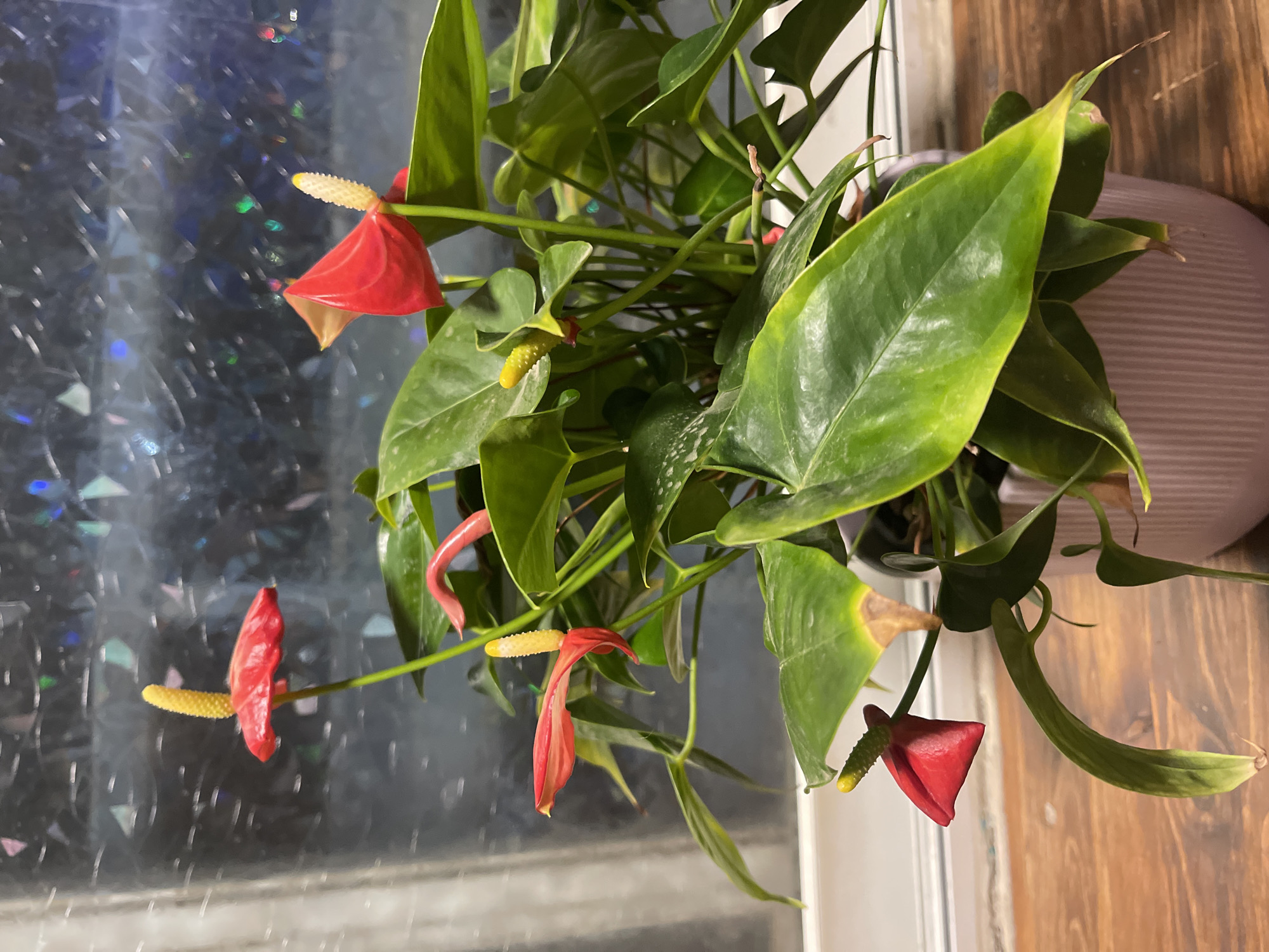 A potted Anthurium plant with red spathes and green leaves sits on a wooden surface in front of a window. The window has a textured film that creates a patterned effect with light. The plant is in a pale pink ribbed pot. Some of the leaves appear to have yellowing or brown tips. The background is blurry, showing a dark, textured surface with reflections of colorful lights. The scene appears to be indoors, likely in a residential setting. The location in Netanya, Israel is not discernable from the image itself.