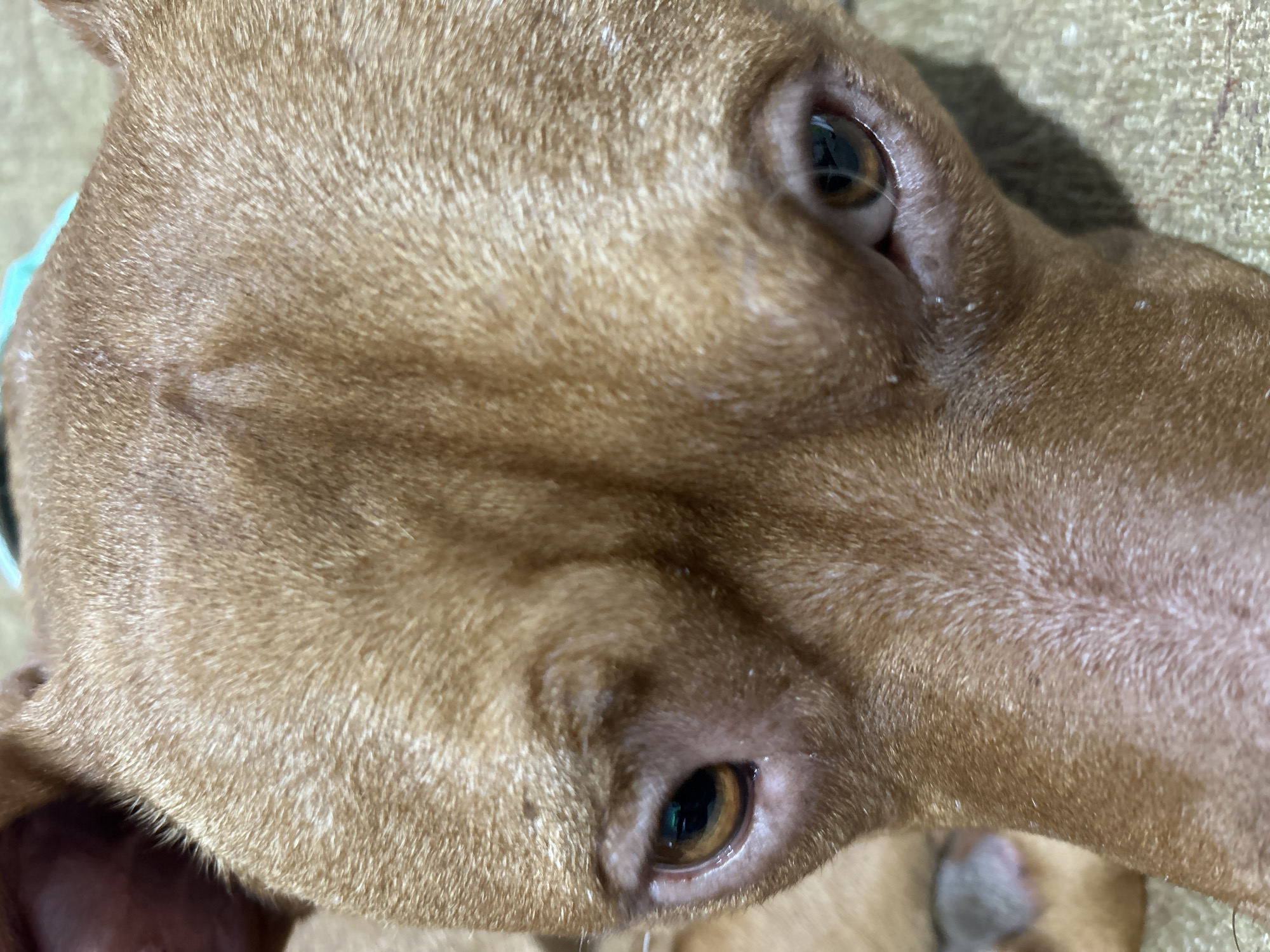 A close-up, angled view of a dog's face. The dog is light brown in color with short fur. The eyes are brown and the dog is looking up at the camera. A light blue collar is visible on the left side of the image. The background is blurry and indistinct. The location is not identifiable.