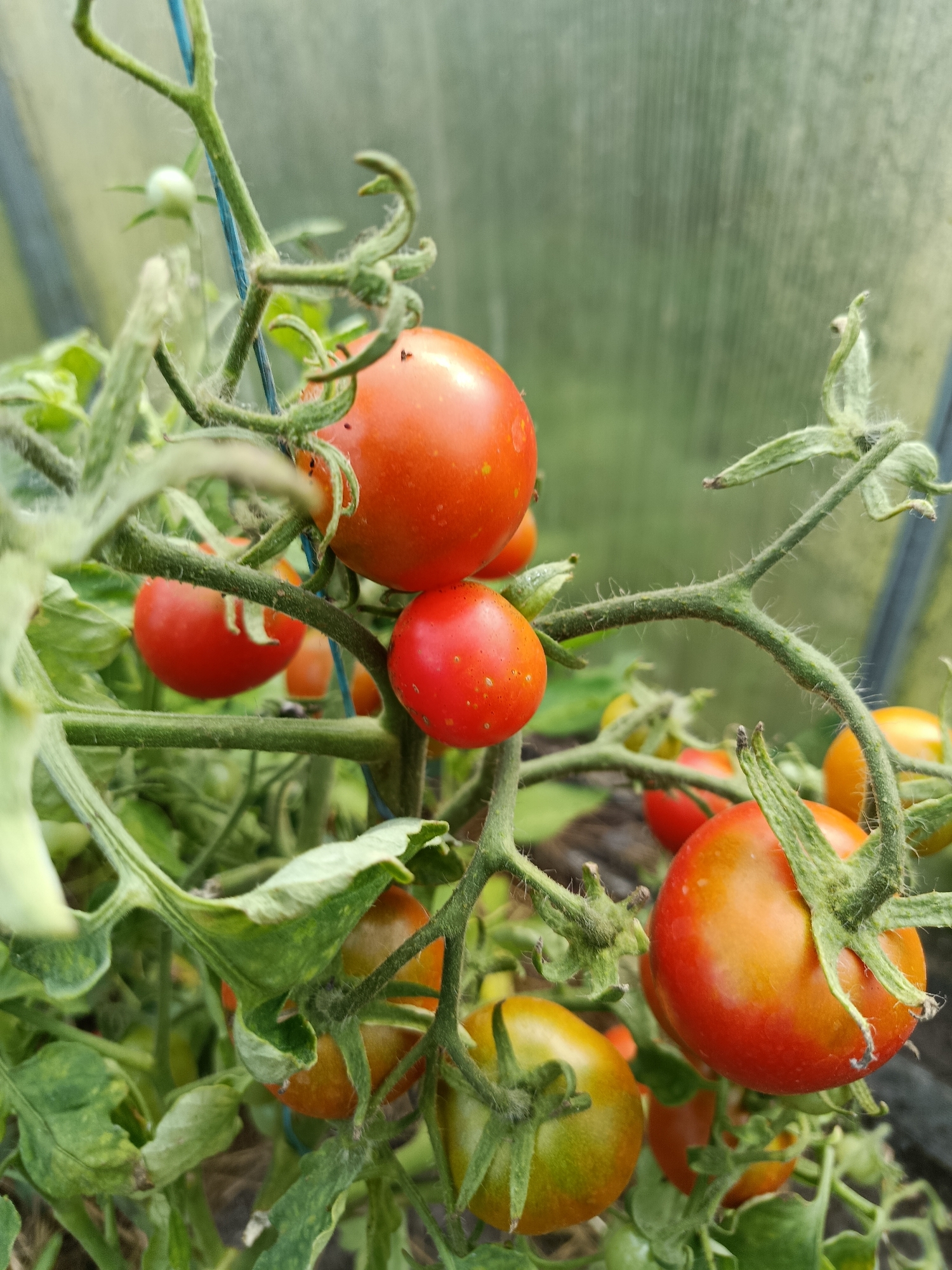 A close-up, eye-level shot captures a cluster of ripe red tomatoes growing on a vine in what appears to be a greenhouse. The tomatoes are varying shades of red and some have a yellow-orange blush. They are attached to thick, fuzzy green stems, with some leaves also visible. The background is blurred and out of focus, showing a translucent green material, likely the greenhouse covering, and hints of darker soil or ground cover. No people are present in the image. The scene suggests an agricultural setting, potentially a backyard garden or a small farm in the city of Vereya, Russia.