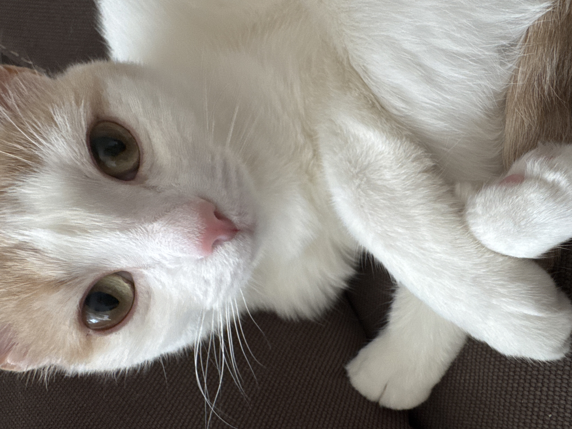This is a close-up, eye-level shot of a white and orange cat lying down on a dark brown, textured surface, likely a sofa or bed. The cat is mostly white with patches of light orange fur on its head and body, and its tail is also visible with an orange hue.
The cat's face is the primary focus. Its eyes are a striking green-gold color and appear to be looking directly at the camera, conveying a sense of curiosity or alertness. Its pink nose is prominent, and long white whiskers fan out from its muzzle. One of the cat's white paws is visible, gently resting on its body, with a glimpse of a pink toe pad. The cat's fur is soft and appears fluffy.
The lighting suggests it's daytime, possibly indoors, as there are no harsh shadows. The setting is domestic, indicated by the soft furnishings. There are no people visible in the frame. The image evokes a feeling of intimacy and quiet observation, capturing a moment of repose for the feline subject. There is no visible text in the image.