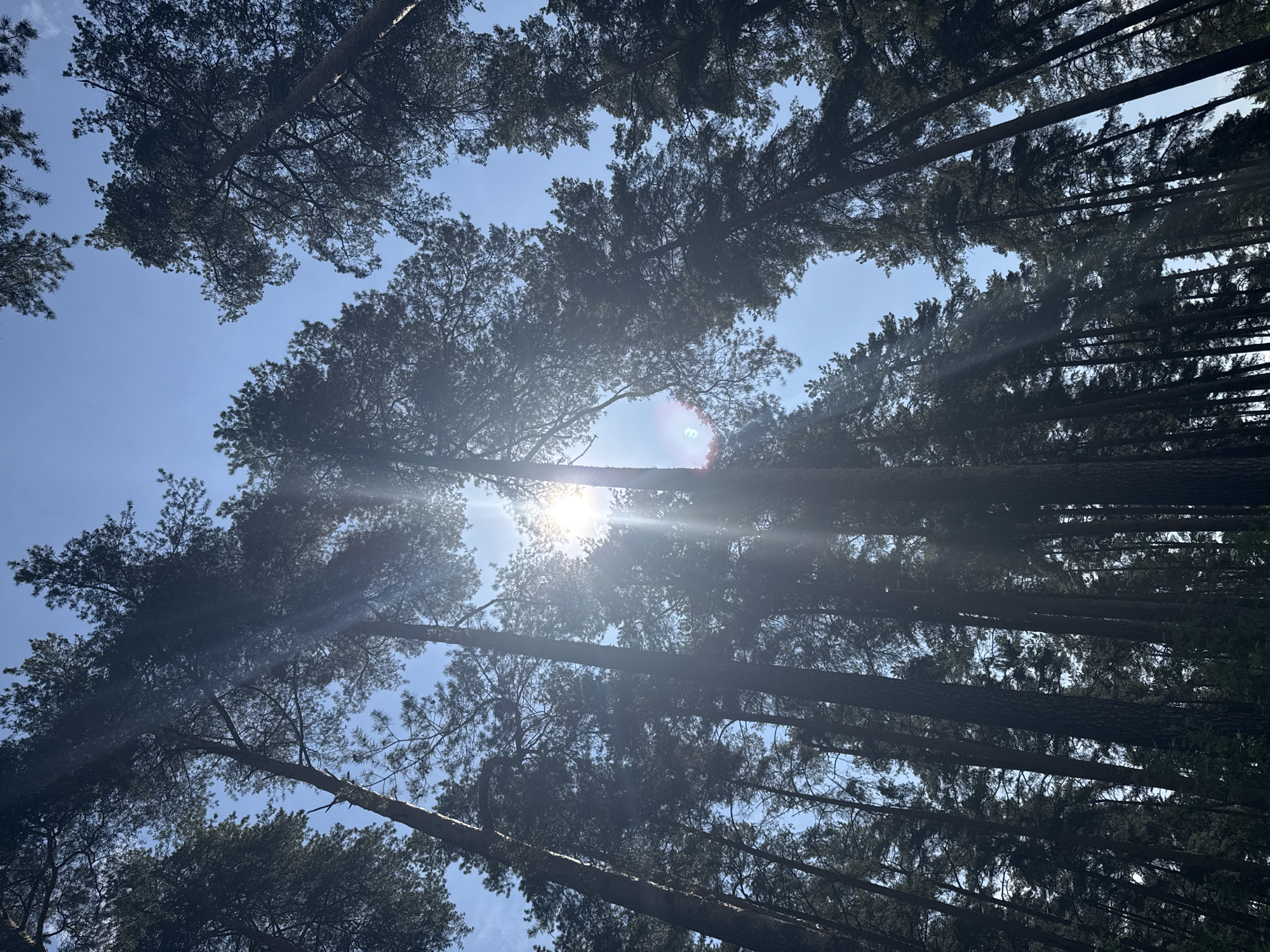The image shows a view looking up through a dense forest canopy. The tree trunks appear dark and thin, reaching toward the sky. The branches are intertwined, creating a dense network of foliage. The sun is visible through a gap in the trees, creating a bright glare. The sky is blue and mostly visible. The image likely originates from the Раздолье, Russia area, based on the query's indication.