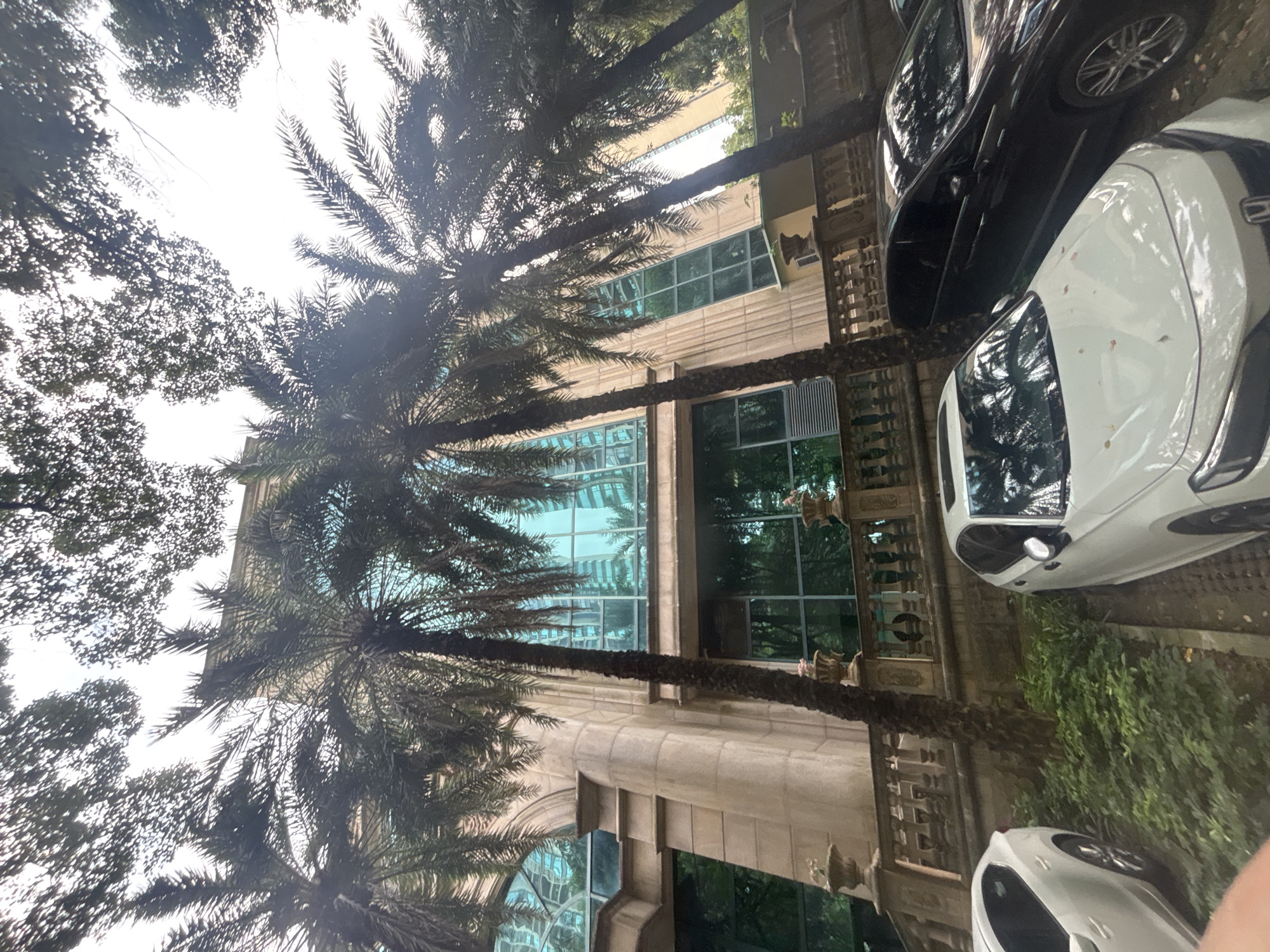 In Nanhai District, China, a low-angle shot captures a building with a beige facade and large, teal-tinted windows reflecting the sky and surrounding trees. Several tall palm trees, with their fronds obscuring parts of the sky, are positioned in front of the building, some leaning at angles. In the foreground, two cars are parked: a white car on the left and a dark-colored car on the right. The ground appears to be paved, and there is a green, leafy shrubbery area between the cars and the building. A decorative balustrade with urns is visible between the palm trees and the parking area. The lighting suggests it is daytime, possibly overcast due to the bright sky.
