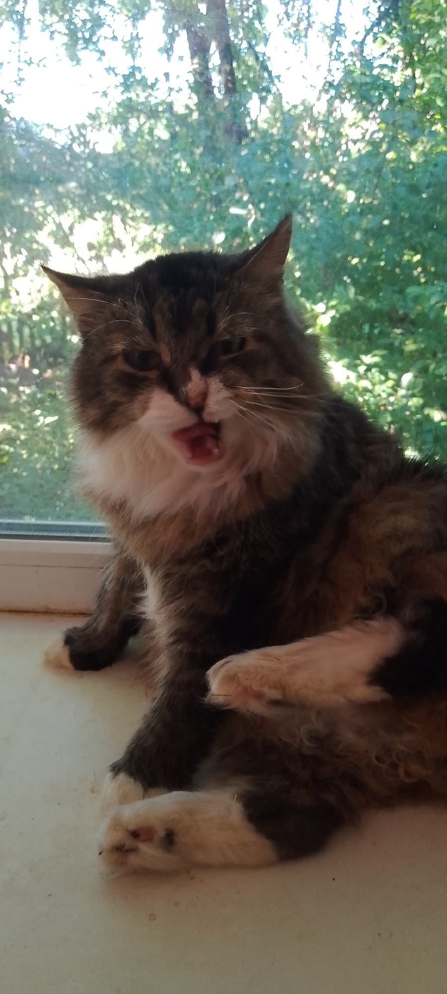 A fluffy, long-haired cat with brown, white, and black fur sits on a windowsill with its mouth open, appearing to be yawning or meowing. The cat has bright green eyes and white whiskers. Behind the cat, through a window, is a blurry background of green trees and foliage, indicating an outdoor, natural setting. The windowsill is a pale, light color, possibly white or off-white, with some faint marks or debris on its surface. The cat's left front paw is raised, and its right front paw is visible resting on the windowsill. The lighting suggests it is daytime, with natural light illuminating the scene from the window. There are no people present in the image. The location is stated to be Belgorod, Russia.