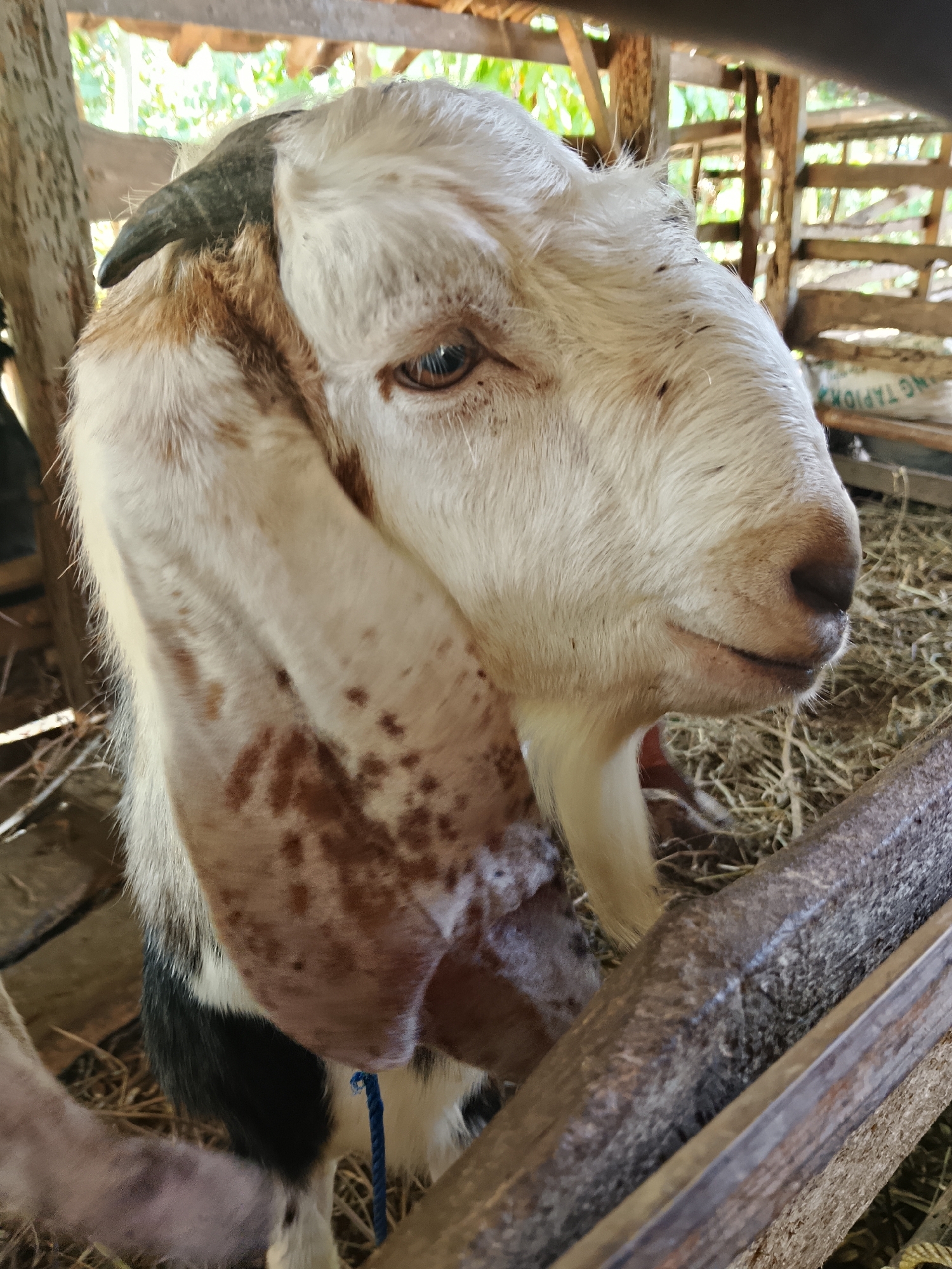A close-up, eye-level, medium shot captures a goat's head and upper body within a wooden enclosure filled with hay. The goat, predominantly white with patches of brown and black, faces right, its head tilted slightly upwards and its large, floppy ears extended downwards. One horn is visible curving backward from its head. The goat's right eye, an amber color, is clearly visible. The background consists of wooden structure, hay, and glimpses of green foliage. This scene is located in Negeri Agung, Indonesia.