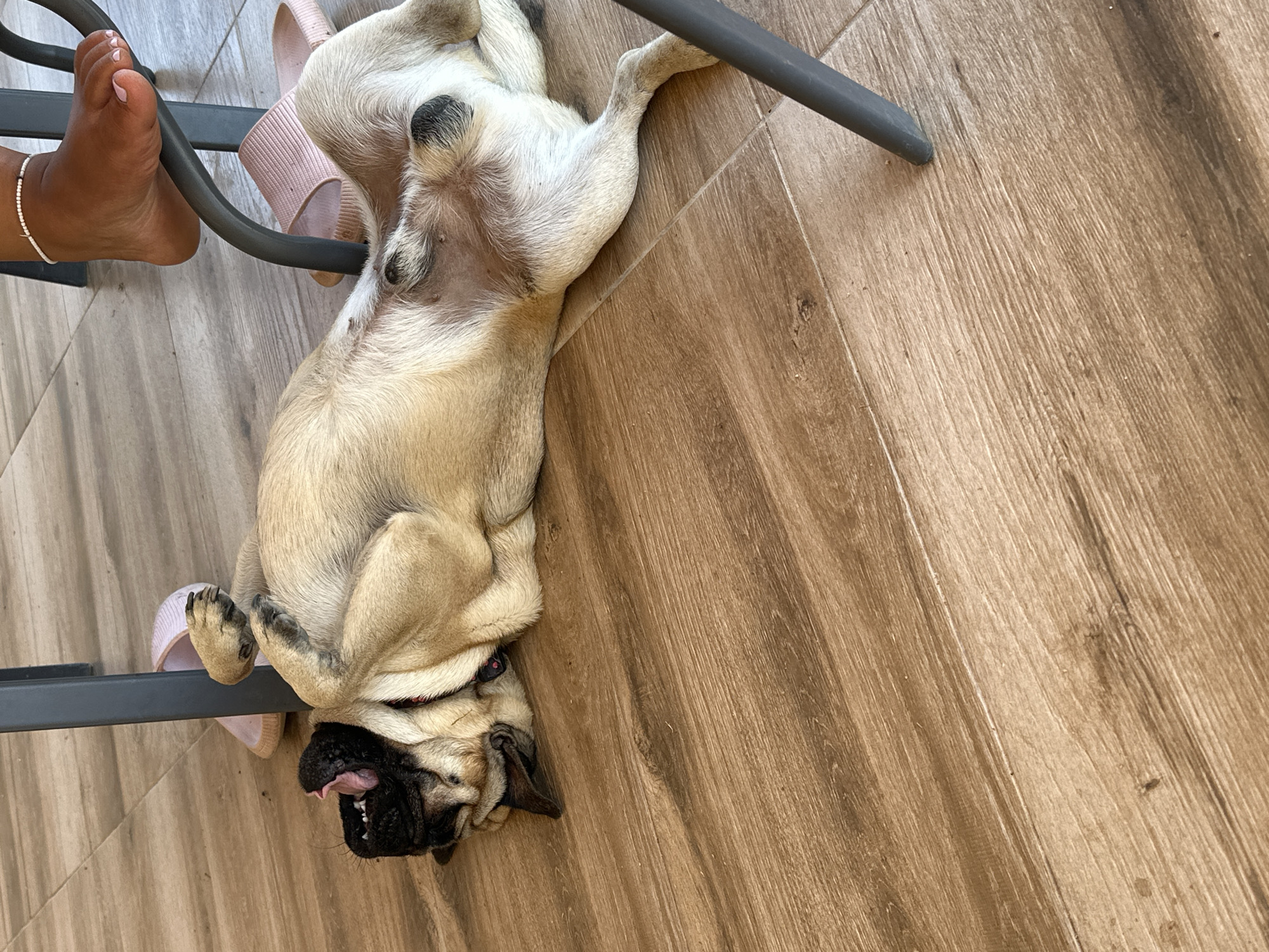 An adult fawn-colored pug dog is lying on its back on a light brown wooden floor, with its mouth open in a yawn. The dog's legs are splayed outwards, and its paws are visible. In the background, a person's bare foot with painted toenails is resting on a dark gray chair leg. Pink slippers are partially visible on the floor near the dog and the chair. The scene appears to be outdoors, possibly on a patio or balcony.