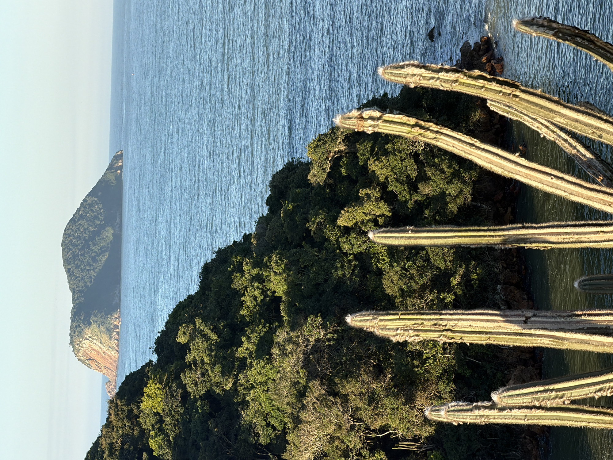 A high-angle, medium shot captures a serene coastal landscape in Armação dos Búzios, Brazil. In the foreground, several tall, ribbed cacti with fuzzy exteriors stand prominently, silhouetted against a verdant, tree-covered hillside. The hillside slopes down to meet the sparkling blue ocean. In the distance, a distinctive, isolated island with a rounded, rocky summit covered in dense green foliage rises from the sea. The sky above is clear and pale blue, suggesting early morning or late afternoon light. The water exhibits gentle ripples, and the overall atmosphere is tranquil and natural.