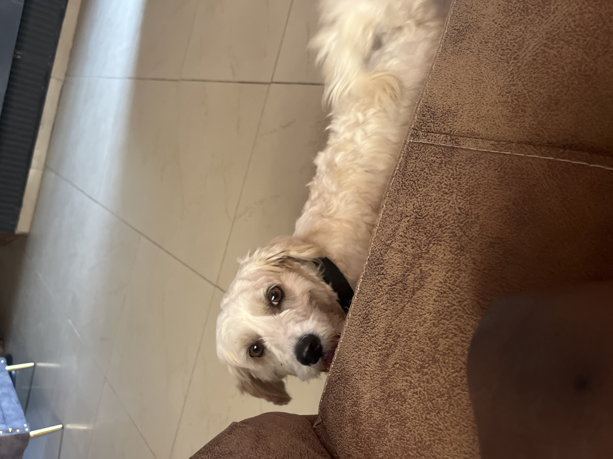 This media file shows a medium shot of a light-colored, fluffy dog with dark eyes and a black collar. The dog is positioned on the right side of the frame, looking directly at the camera with its head tilted slightly. It appears to be resting near or on a textured brown surface, possibly furniture. The background consists of a tiled floor with visible grout lines, and a section of what looks like a dark grey object, possibly a rug or a piece of furniture. The lighting suggests an indoor setting, possibly daytime due to the natural light reflecting on the floor. The dog's expression is curious and engaging. No people are visible, and there is no discernible text in the image. The scene is domestic, likely a home environment in Jos, Nigeria.