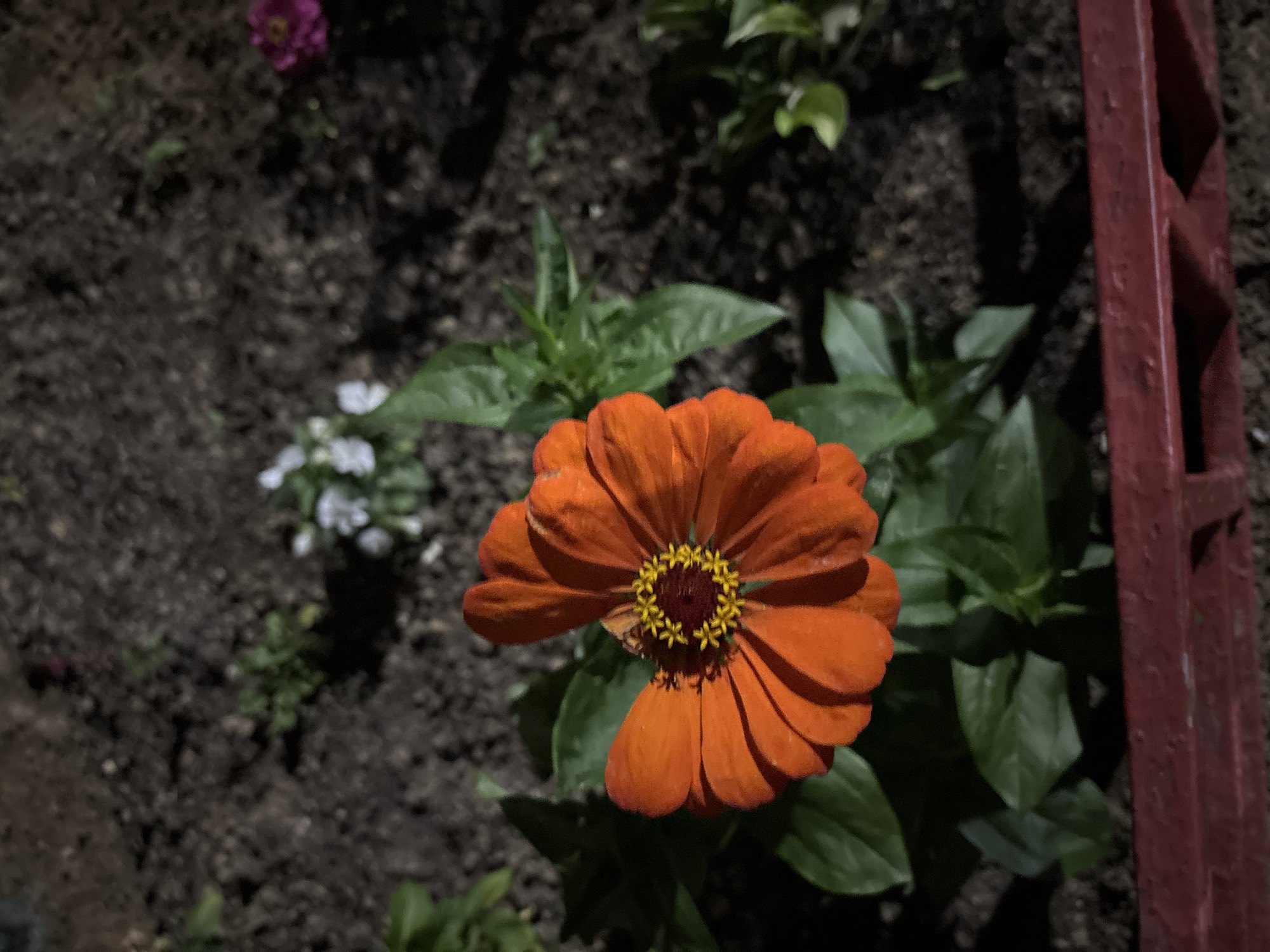 An overhead, close-up shot focuses on a bright orange zinnia flower in the foreground. The flower is in bloom, with layered petals radiating outwards from a dark red center ringed by bright yellow stamens. Green leaves surround the base of the flower. The background consists of dark soil, with hints of other small plants and flowers, including a blurry pink flower to the right and small white flowers further back. A red object, possibly a planter or decorative border, is visible at the bottom of the frame. The lighting suggests it may be nighttime or a dimly lit area, casting shadows on the soil. The image is taken in Odintsovo, Russia.