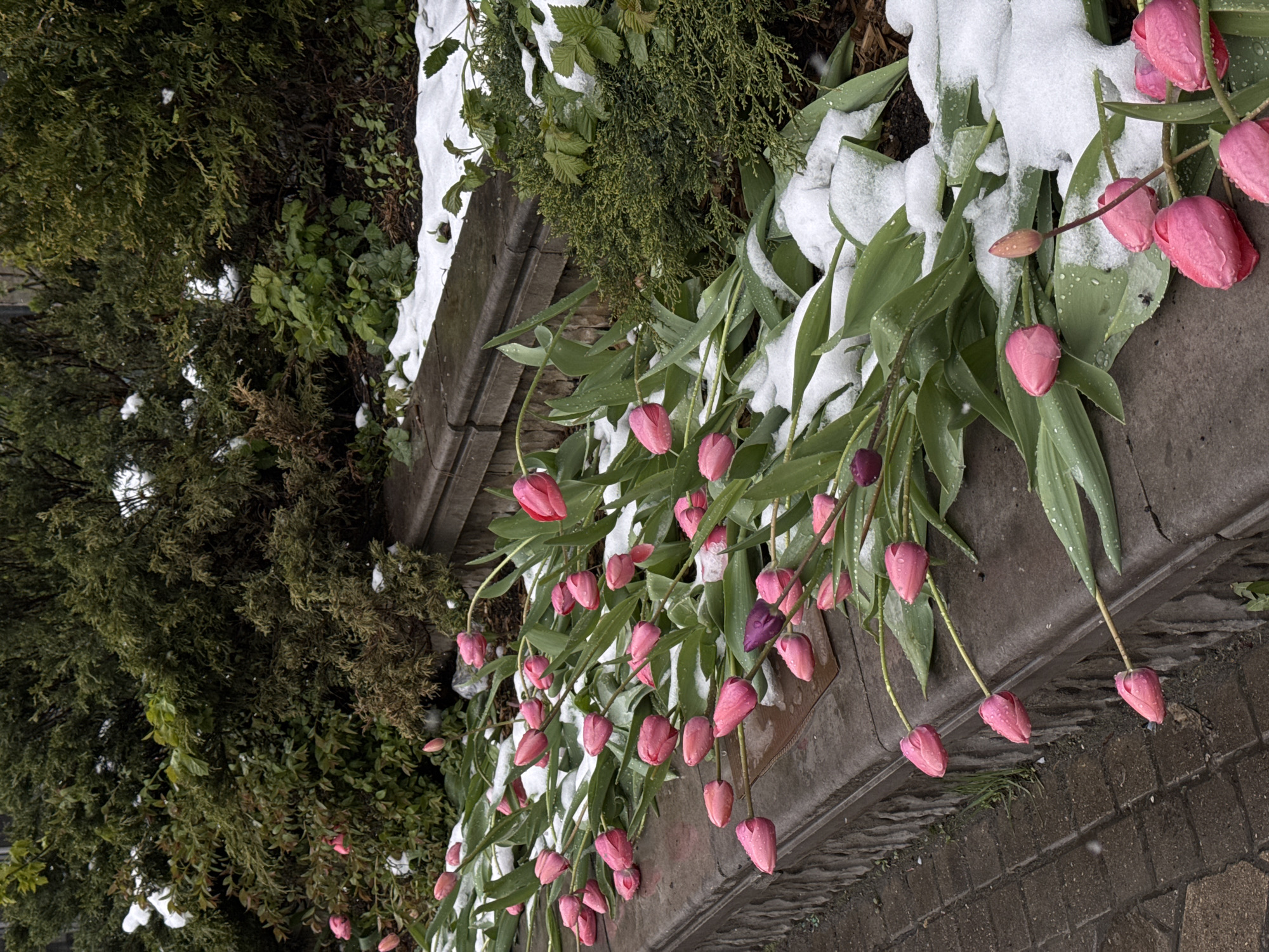 This outdoor daytime image, captured in Moscow, Russia, features a vibrant display of pink and a few purple tulips unexpectedly covered in snow. The scene is presented from a slightly elevated perspective, looking down into a garden bed situated alongside a paved path.
The dominant subjects are numerous tulips, with most of their cup-shaped blooms closed and drooping downwards, appearing heavy with moisture and cold. Patches of fresh, white snow are visible clinging to their broad green leaves and accumulating on the dark soil around them. The vivid pink of the tulip petals creates a striking contrast against the pristine white snow, hinting at an unseasonal or late snowfall during spring.
Behind the tulips, a dense array of dark green evergreen shrubs and other leafy plants also bear traces of snow, reinforcing the cold weather conditions. The garden bed is bordered by a concrete or stone edge, separating it from the adjacent pathway made of interlocking pavers or cobblestones, which are also slightly damp.
There are no people or visible text in the image. The diffused lighting suggests an overcast sky, characteristic of a snowy day. The overall impression is one of nature's resilience, as delicate spring flowers brave an unexpected return of winter weather.
