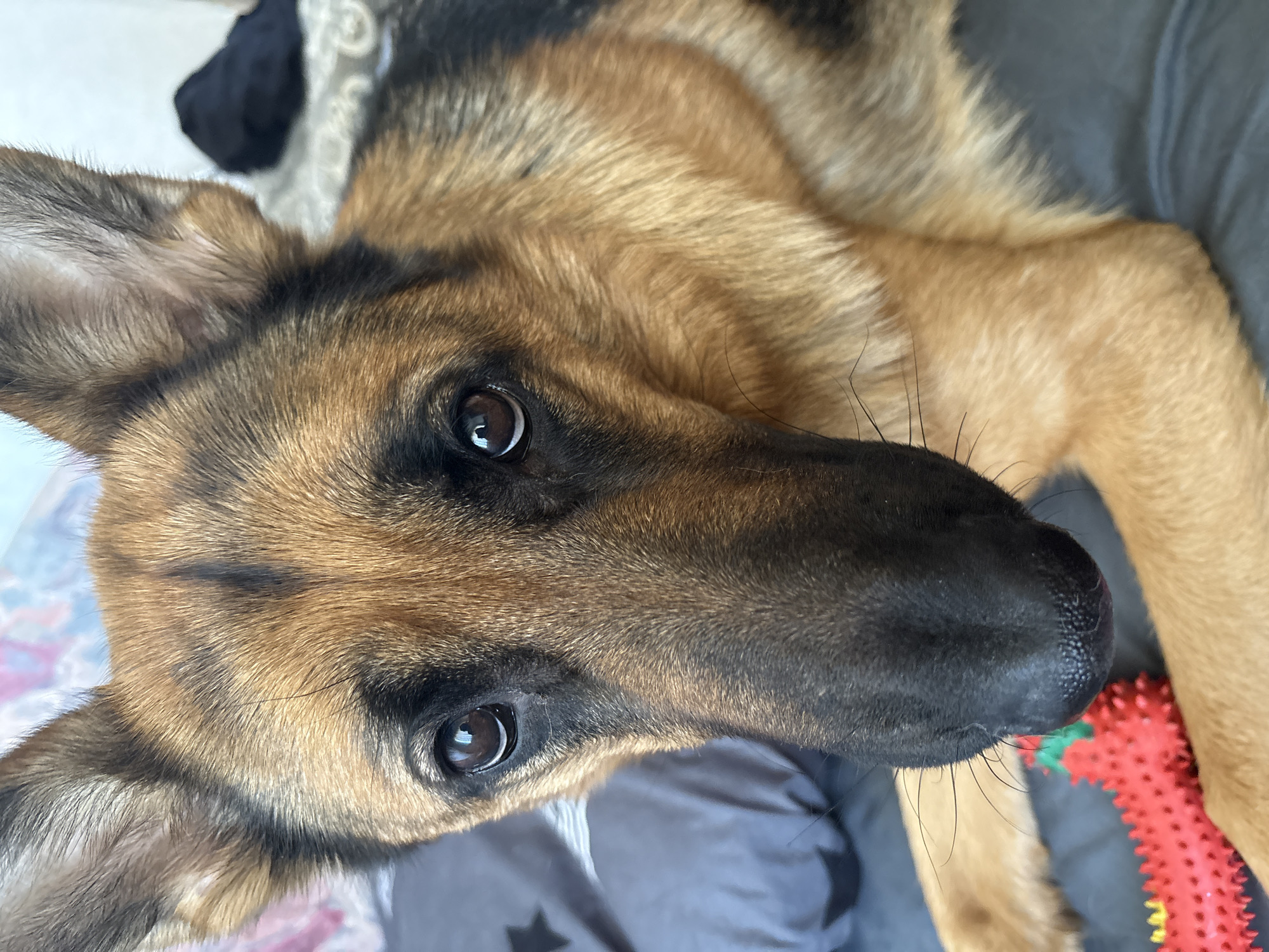 A close-up, slightly angled view of a German Shepherd dog is captured. The dog lies on a grey surface, possibly a bed or couch. A red, spiky rubber toy is visible near its muzzle. The background is indistinct, showing grey fabric, dark clothing, and a patterned object. The location in Plovdiv, Bulgaria is not discernible from the image.