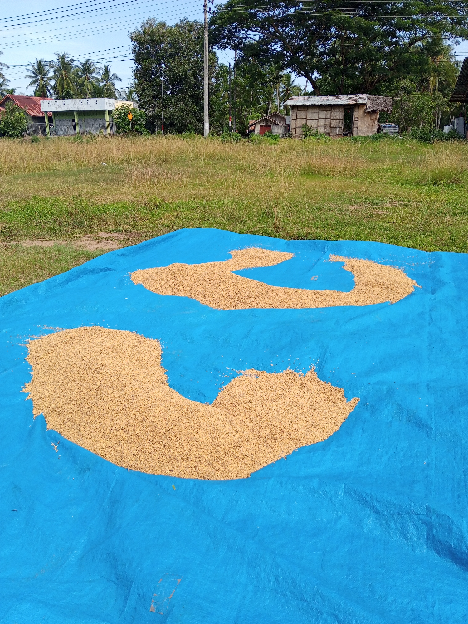 The image depicts a rural scene in Payadua, Indonesia. A large blue tarp is spread on the ground, covered with rice grains laid out for drying in two distinct piles. Behind the tarp is a grassy field. In the background, there are several buildings, including a white structure with gray doors and a small wooden shed with a corrugated roof. Lush greenery and trees surround the buildings. Utility poles and wires are visible against a clear blue sky.