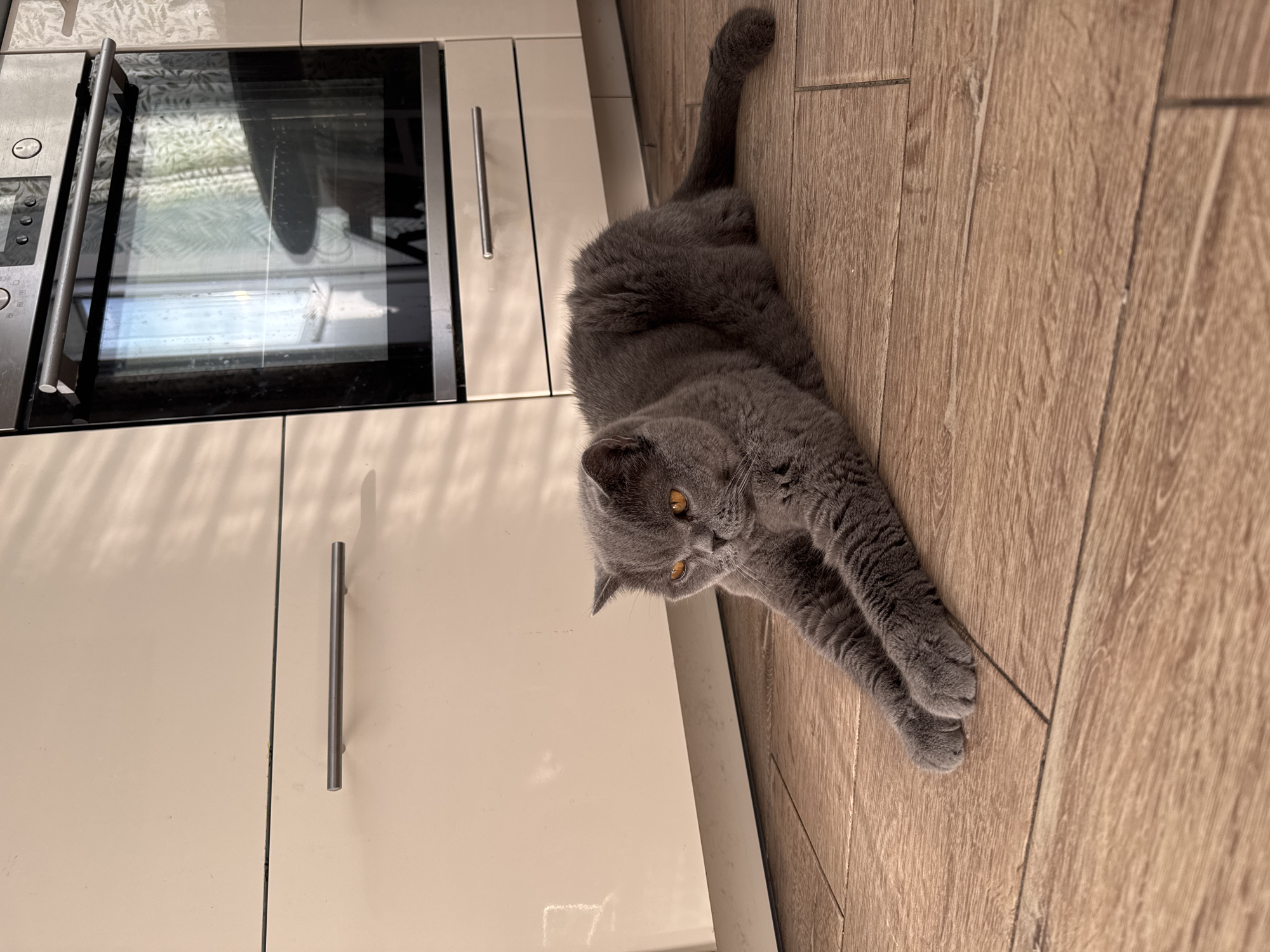 A gray British Shorthair cat is lying on a wooden floor in a kitchen. The cat is in the foreground, with its body stretched out and its paws extended. It has bright orange eyes and is looking to the left of the frame. Behind the cat are kitchen cabinets and an oven. The cabinets are a light cream color, and the oven is stainless steel with a black glass door. Sunlight is streaming in from a window, casting shadows on the cabinets and floor. The overall impression is of a peaceful domestic scene.