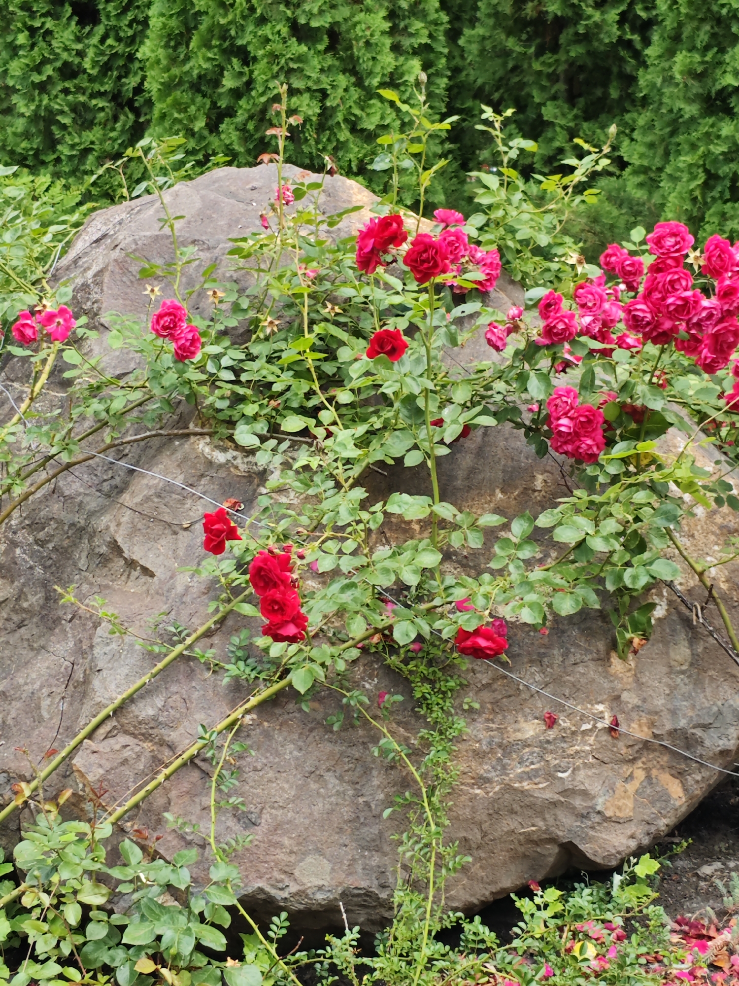 In Cherkessk, Russia, this image captures a vibrant display of nature against a textured backdrop. A large, weathered rock forms the central element, its surface exhibiting rough, earthy tones. Over and around the rock, a lush climbing rose vine thrives, adorned with numerous clusters of deep pink and red blossoms. The vibrant petals contrast sharply with the muted tones of the stone and the deep green foliage that surrounds the scene. The background is filled with dense, dark green coniferous trees, creating a sense of natural enclosure. A thin wire runs horizontally across the rock face, suggesting a subtle human intervention in the natural landscape. The overall impression is one of natural beauty flourishing in an urban or semi-urban setting.