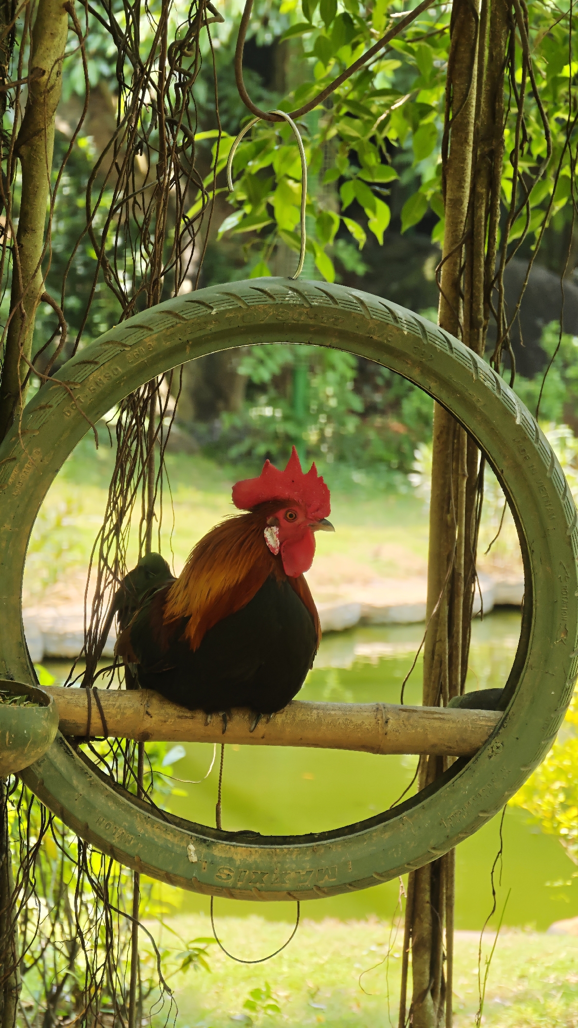 A vibrant rooster is captured in a vertical shot, perched on a bamboo stick threaded through a repurposed bicycle tire. The scene is set in a lush, green outdoor environment, likely a garden or park in Đà Nẵng, Vietnam.
The rooster is the central subject, displaying a bright red comb and wattles, rich orange and brown feathers around its neck and back, and dark black body plumage. It appears calm, looking slightly to its right. The bamboo stick provides a natural perch for the bird. The tire, dark green and weathered, hangs from a metal hook attached to an unseen support structure above.
The background is dominated by dense, verdant foliage and numerous hanging aerial roots, characteristic of tropical trees like a banyan. A serene body of water, possibly a pond or small lake, is visible behind the rooster, reflecting the bright daylight and adding a soft, greenish-yellow hue to the lower background. The strong natural lighting suggests a clear day, either morning or afternoon.
Notable text visible on the bicycle tire includes "MAXXIS", "MADE IN VIETNAM", and "ROTATION", along with some partially visible alphanumeric codes such as "NSO 260 S". The image combines elements of nature with a touch of human-made recycling, creating a unique and tranquil composition.