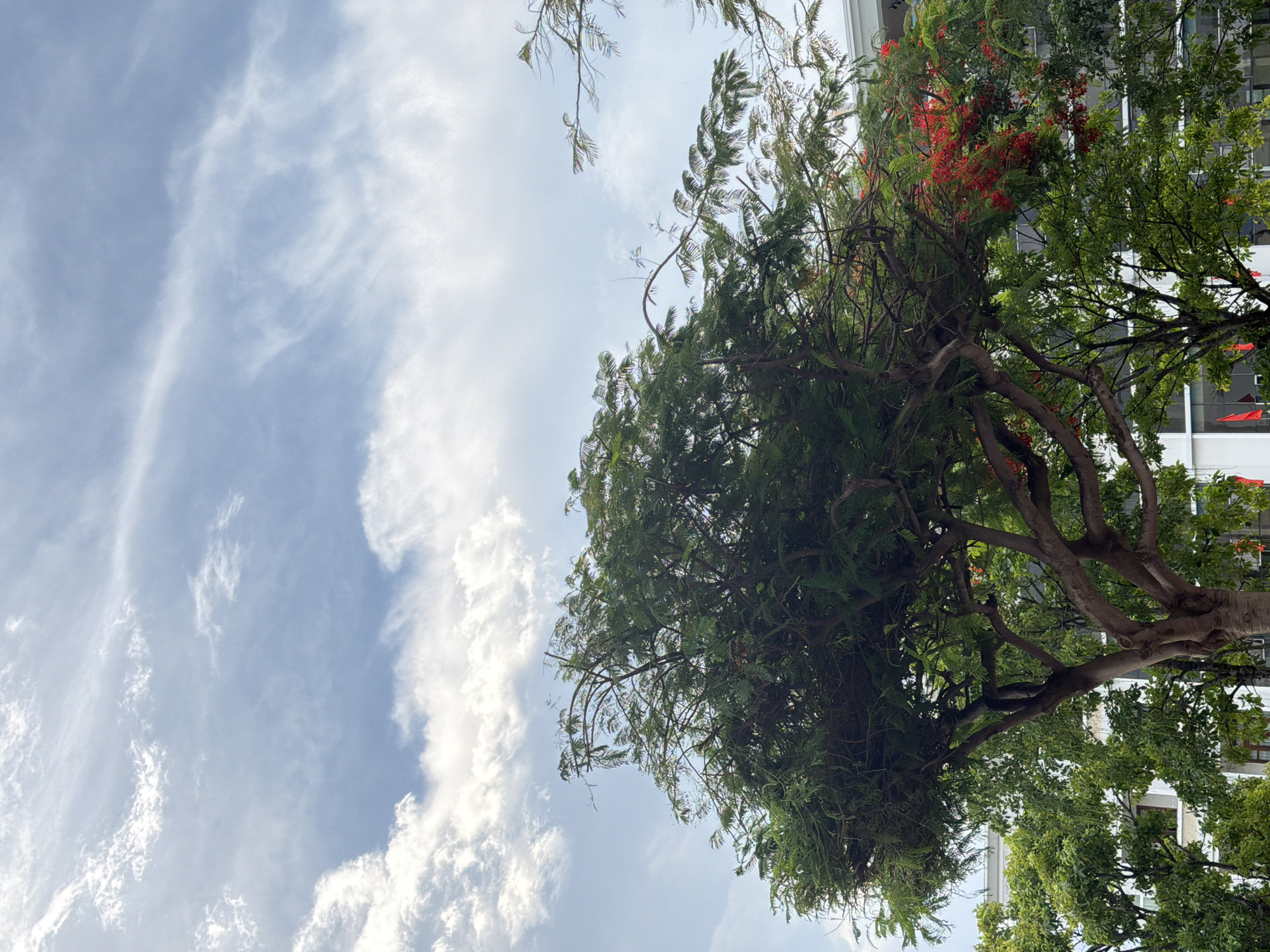 An outdoor shot shows a large tree with dark green foliage and a thick, gnarled trunk in the foreground. The tree's branches extend outward, some reaching towards the top of the frame. Interspersed with the green leaves are clusters of small, bright red flowers. Behind the tree, a modern building with white walls and large windows is partially visible. Red flags are displayed on the building's exterior. The sky above is a pale blue, with scattered white clouds streaking across it. The image is taken from a low angle, looking up at the tree and the sky. The scene is located in Bac Nha Trang Ward, Vietnam. There are no people visible in the image.