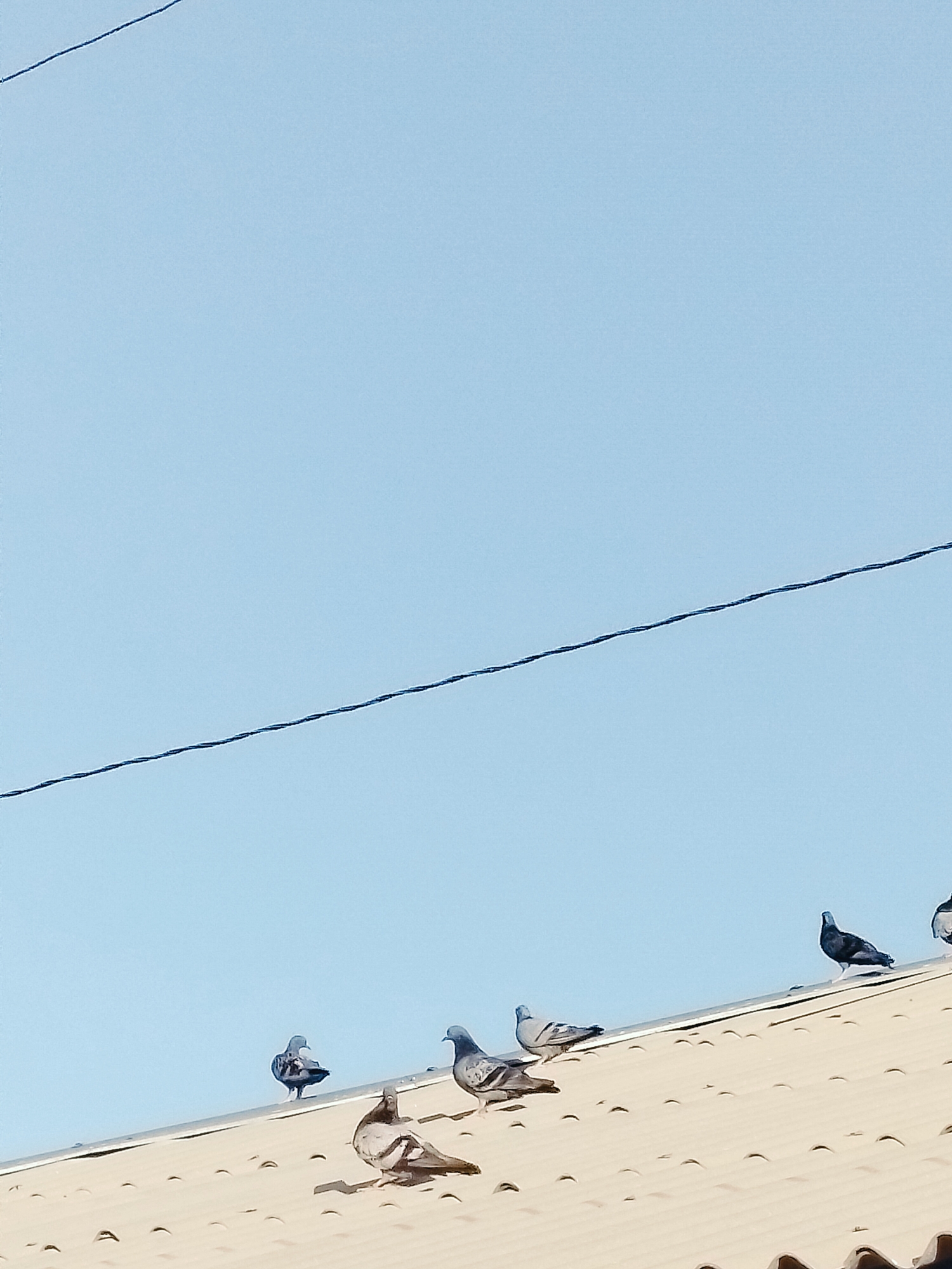 A flock of pigeons is perched on a light-colored, corrugated rooftop under a clear blue sky. A thin black wire stretches diagonally across the sky from the top left to the middle right of the frame. The pigeons, varying in shades of gray and white, are scattered across the roof, with some standing and others in various states of repose. The scene appears to be an outdoor urban environment.