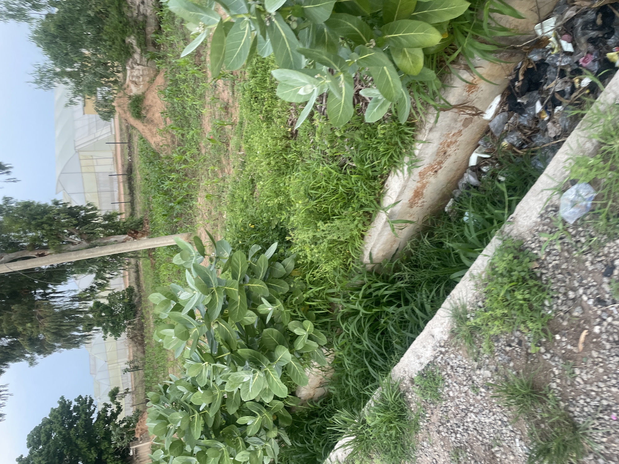 The image depicts a partially overgrown drainage ditch filled with trash, located in Jalingo, Nigeria. The ditch runs along a gravel path on the left side of the frame, with lush green vegetation, including a large leafy plant, encroaching from the right. In the background, there is a field of young crops, a pile of dirt, and two large greenhouse structures, likely used for agriculture. A utility pole stands near the center of the image. The sky is overcast, suggesting a cloudy day. There are no people or animals visible in the scene.
