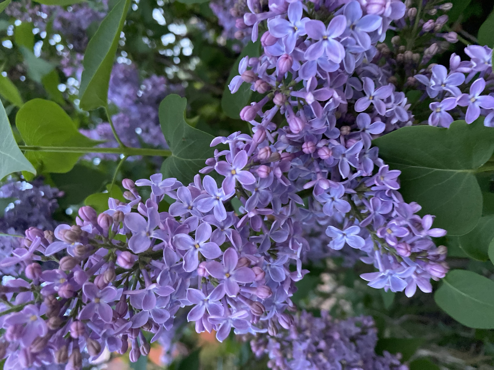 The image shows a close-up of lilac flowers with green leaves. The flowers are various shades of purple and lavender. The background is blurred. The location in the city of Votkinsk, Russia is not evident from the image.