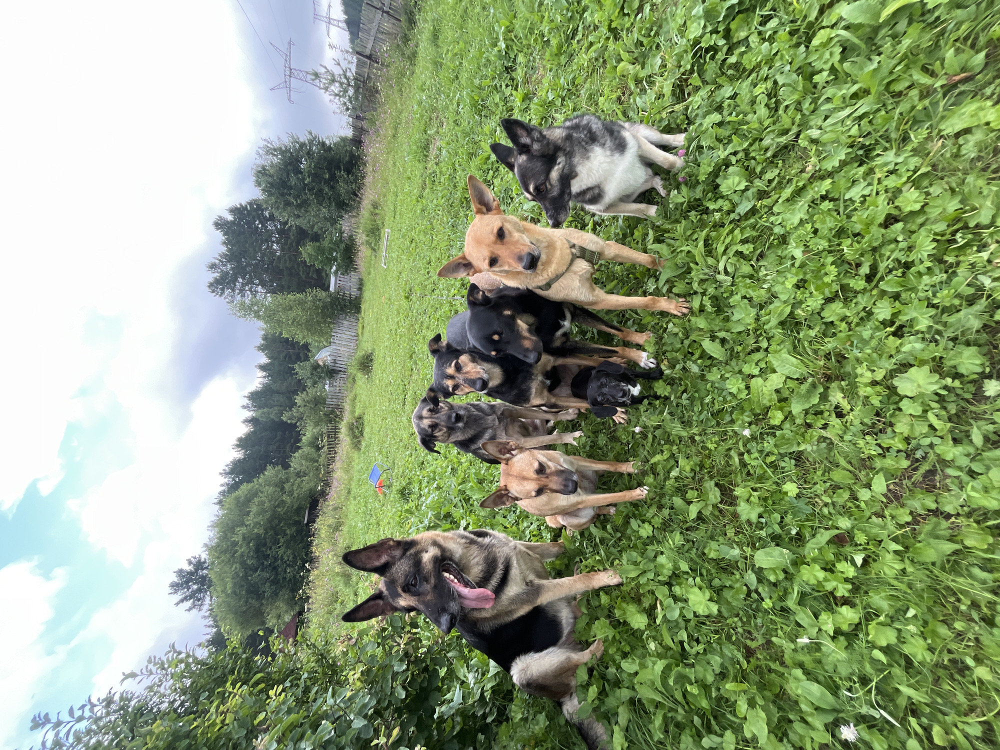 A group of eight dogs, of various breeds and sizes, are gathered in a grassy, outdoor area. The dogs are positioned in a semi-circle, with a large German Shepherd in the front left of the frame. The background includes lush green foliage, trees, a wooden fence, and a cloudy sky. In the distance, a power line tower is visible. The overall impression is of a serene, natural setting. It is not possible to determine the specific location within the city of Nizhny Tagil, Russia from the image alone.