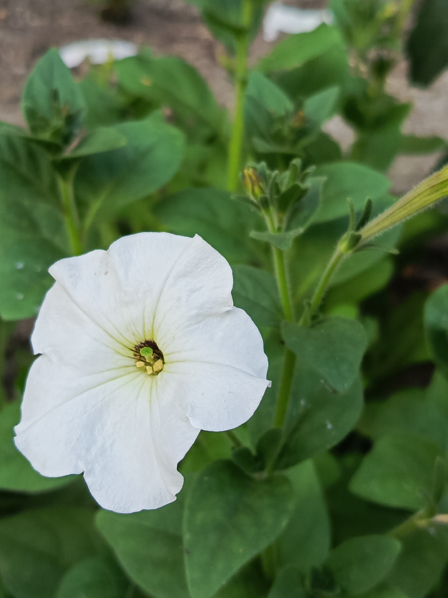 A single white petunia flower with a green center blooms in the foreground of a garden. The flower is fully open, with delicate, ruffled petals. The background is filled with lush green leaves, some of which are in focus while others are blurred. A few unopened flower buds are also visible among the foliage. The lighting suggests it may be daytime, with soft light illuminating the scene. The location is described as Unknown, Unknown.