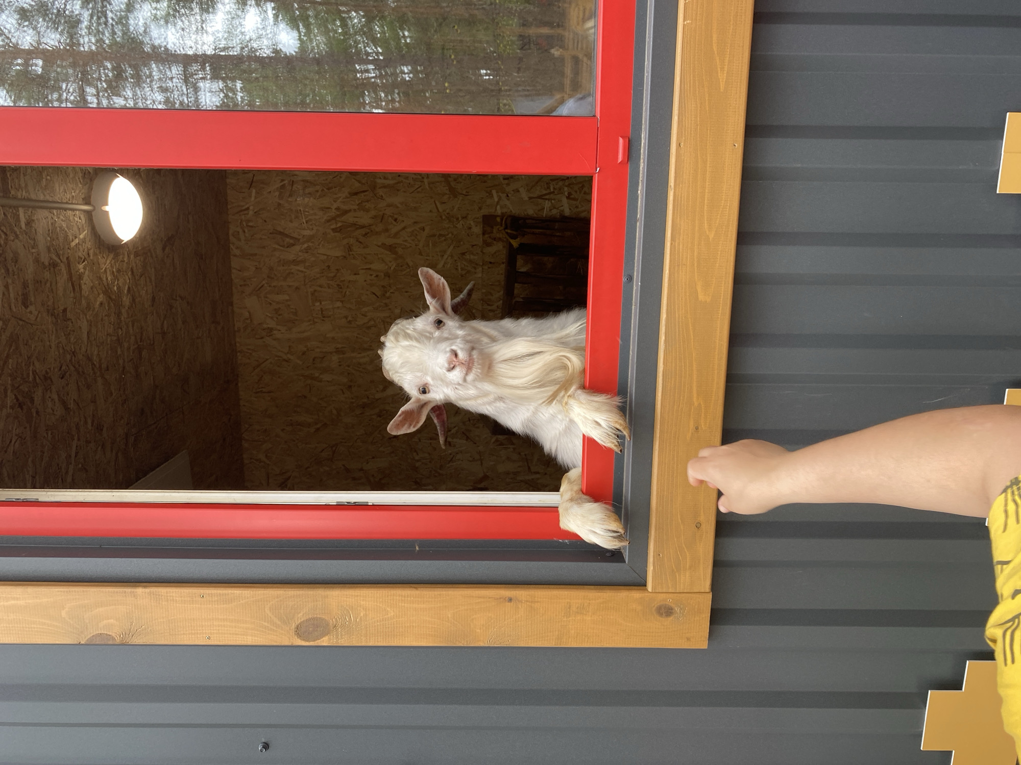 A white, bearded goat with small horns is observed from the chest up, resting its front hooves on the bright red sill of an open window. The goat's head is turned directly towards the viewer, displaying a curious or attentive expression. From the lower left, a light-skinned human hand, attached to an arm wearing a yellow striped garment, extends upwards towards the window, appearing to engage with or offer something to the goat. The exterior of the building features dark gray, vertically corrugated metal siding, with light brown wooden trim framing the window. Inside the structure, visible through the window, the walls are constructed from light brown oriented strand board (OSB), and a white, dome-shaped light fixture illuminates the interior. Beyond the window's red frame, blurred green foliage and trees suggest an outdoor natural environment. This scene is located in the city of Tyumen, Russia.
