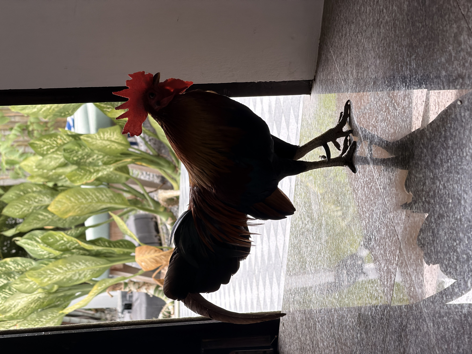 A rooster stands on a polished floor in front of an open doorway. The rooster is facing right, with its body silhouetted against the bright light filtering in from outside. Its red comb is prominent, and its feathers are a mix of brown, black, and iridescent green. Behind the rooster, large green leaves of a tropical plant are visible, along with the grey and white patterned tiling of an outdoor area. The floor reflects the light and the rooster, creating a shadow. The scene appears to be outdoors, possibly in a courtyard or garden area within a building in Ko Samui District, Thailand.