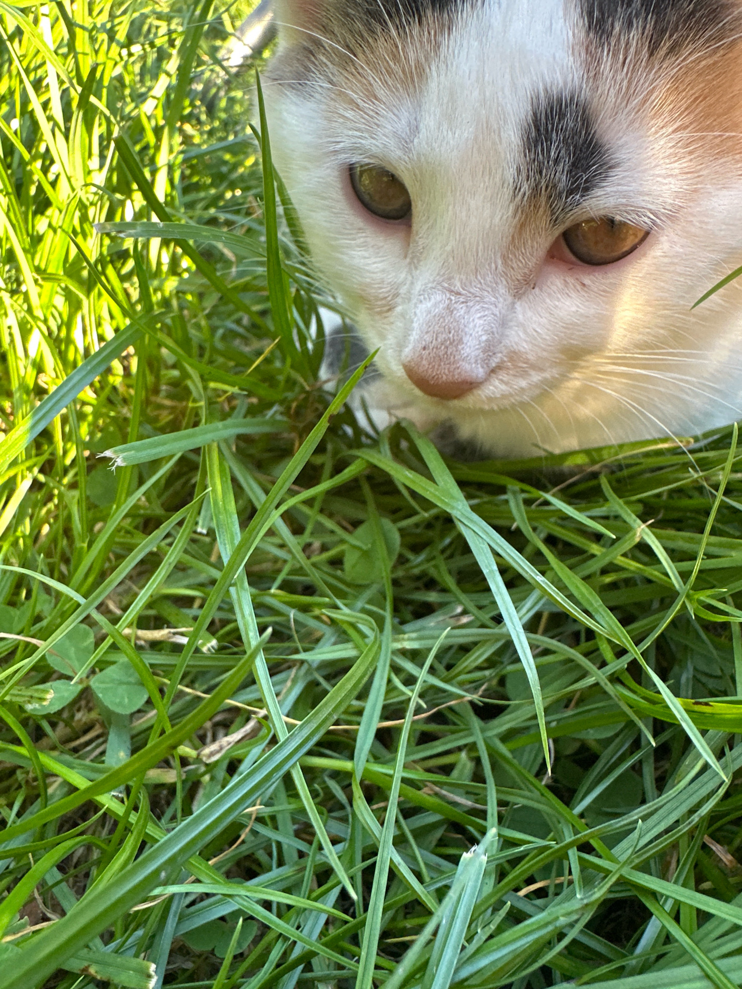 A calico cat is partially submerged in tall green grass. The cat's face is visible, with its head tilted slightly downwards, and its amber eyes are looking to its left. The cat has white fur with patches of black and orange on its head and back. The grass is a vibrant green, with some blades casting shadows. The scene appears to be outdoors in natural lighting. There is no indication of the city of Vilnius, Lithuania, or any other specific location.