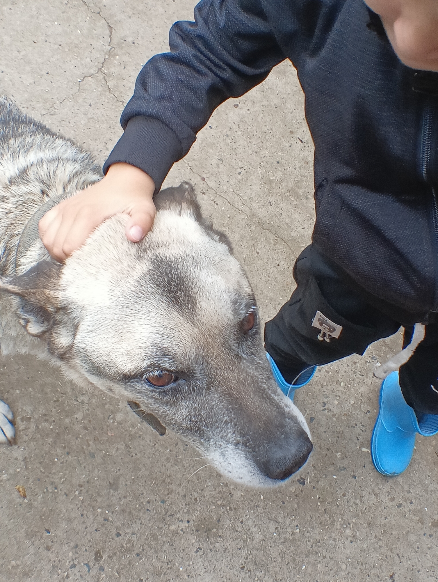 The image shows a person's hand petting a dog's head. The person is wearing a dark jacket and black pants with blue boots. The dog has gray and white fur and brown eyes. They are standing on a concrete surface that appears to be a sidewalk or road. The location is the city of Krasnyye Barrikady, Russia.