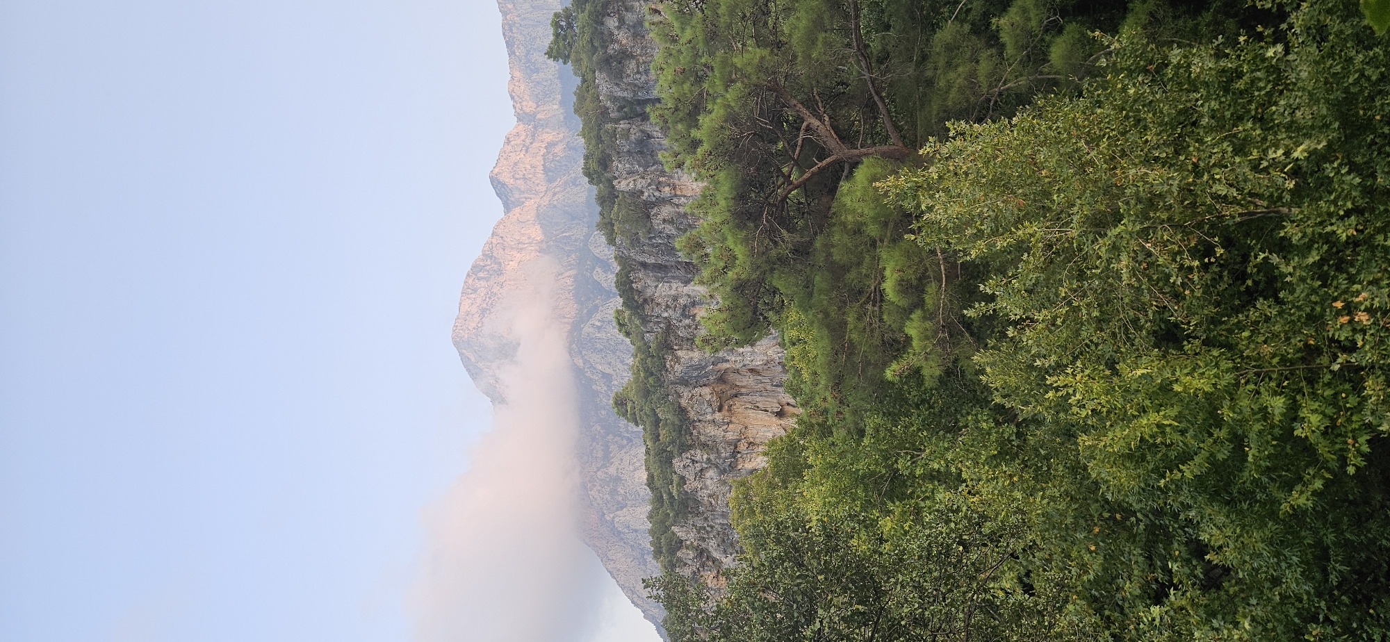 The image depicts a landscape scene featuring a mountain range covered in clouds and lush green vegetation. The foreground is dominated by dense trees, including pine trees, with varying shades of green. In the midground, a rocky cliff face is visible, dotted with sparse vegetation. The background showcases the majestic mountains, partially obscured by soft, pink-tinged clouds, suggesting either sunrise or sunset. The sky above is a clear, pale blue. The scene appears to be in a natural, mountainous area, possibly a nature park or a hiking trail, consistent with the topography of Konyaaltı, Turkey, known for its natural beauty and mountainous terrain. No people or man-made objects are visible in the image.