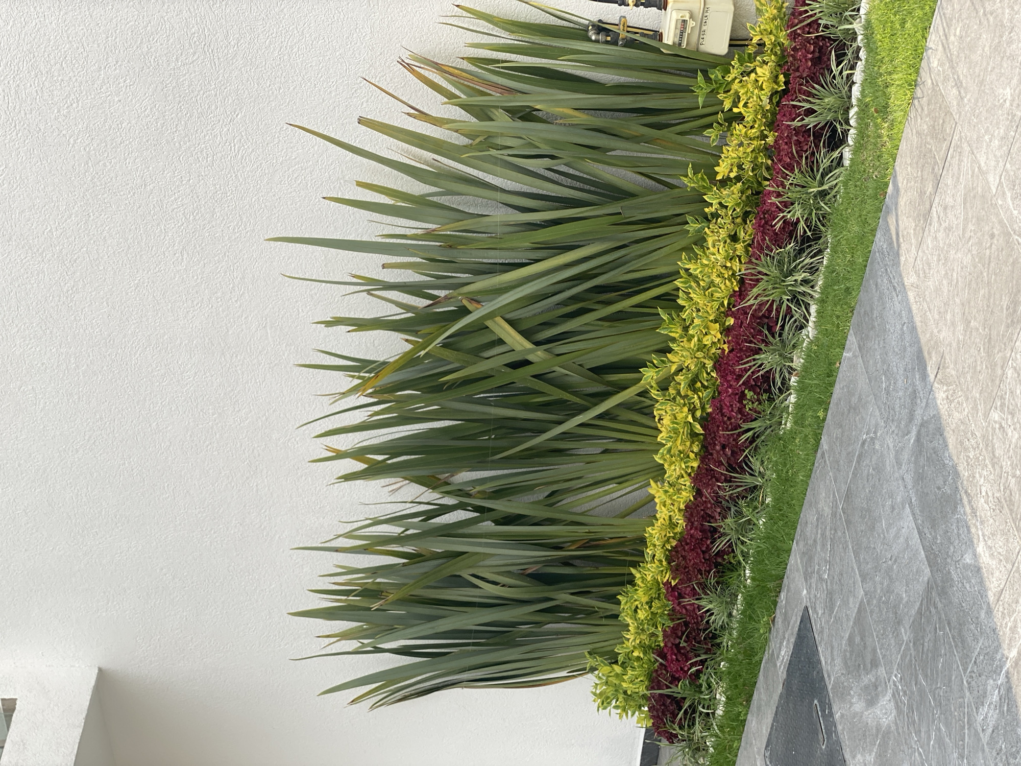 A horizontal, mid-level shot shows a planted bed adjacent to a building.
The bed is bordered by a narrow strip of green lawn and then a grey tiled walkway. The planting is arranged in bands. The first band closest to the wall consists of long, green spiky leaves. The second is yellow and green variegated shrubs. The third band is red foliage. The fourth appears to be thin-leafed grassy plants.
The wall is white. There is a metal box with gauges on the wall above the planted bed.