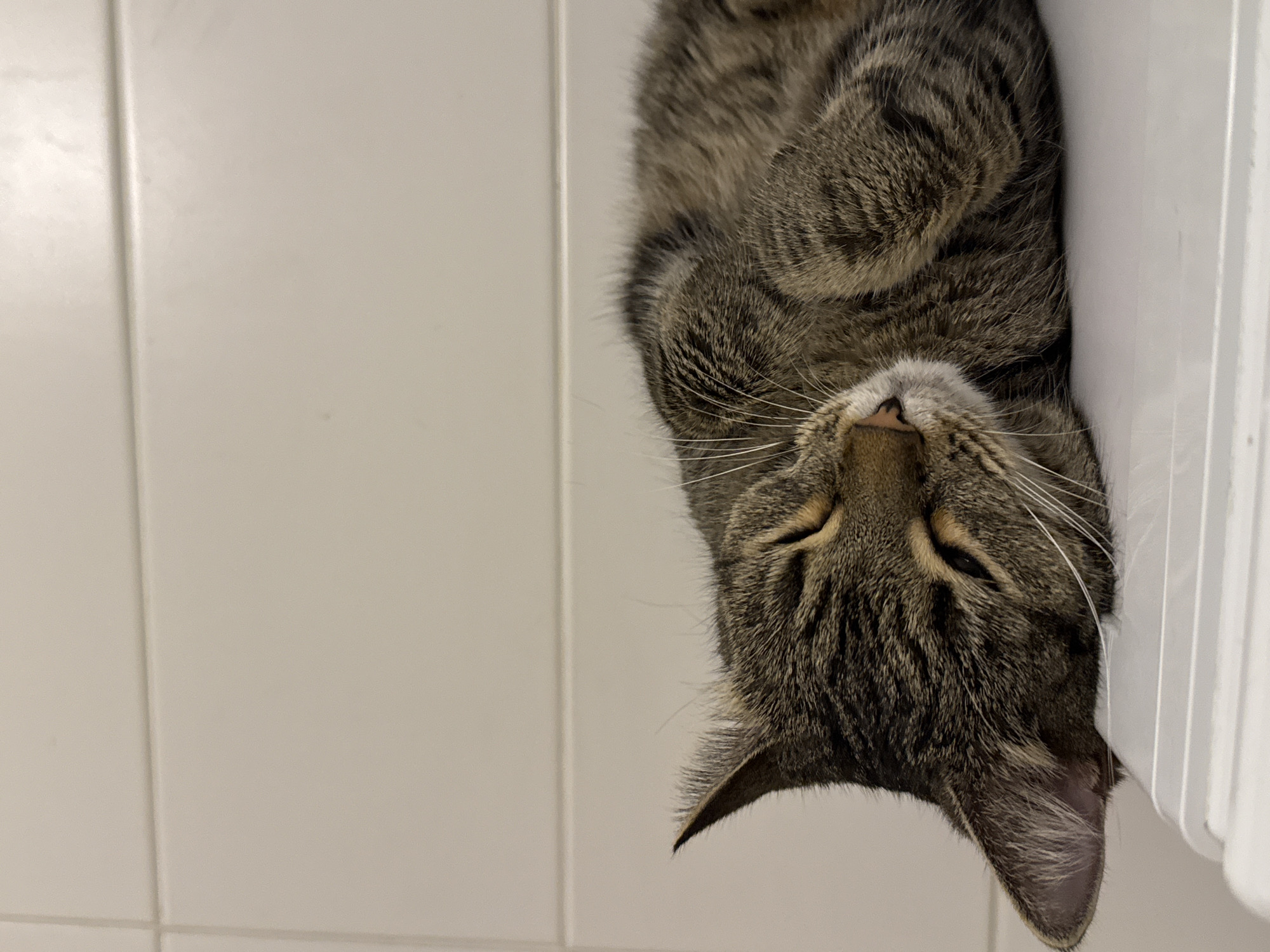 The image shows a tabby cat lying on its side, asleep, on a white surface. The cat is in focus, with its head resting on its paws. The background is a white tiled wall with horizontal lines. The lighting is soft and appears to be artificial. There are no humans or other animals visible in the image. The location is not specified, and there are no elements in the image that suggest it is in Moscow, Russia.