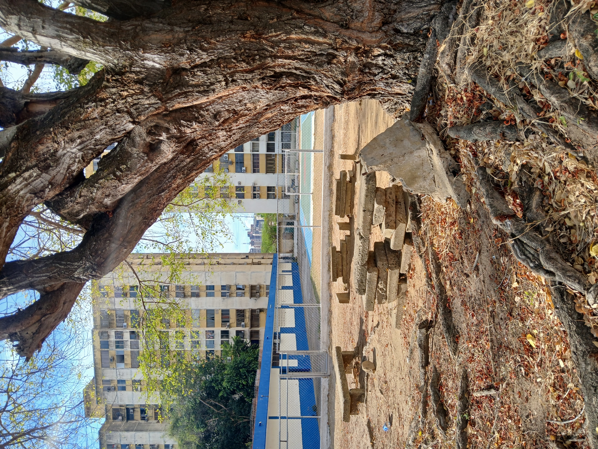 This image presents an outdoor urban scene captured during bright daylight, likely in Ciudad Guayana, Venezuela. The perspective is from beneath the sprawling branches of a large, mature tree, whose thick, textured bark fills the upper left and central foreground.
To the right in the foreground, the ground is covered in exposed, gnarled tree roots and a layer of dry, brown leaves and twigs. Several broken concrete blocks or debris are scattered on this earthy surface.
In the midground, a sports court is visible, featuring a blue surface with white markings, possibly for basketball or volleyball. It is enclosed by a chain-link fence, which runs across the frame, acting as a boundary between the foreground and background elements.
The background is dominated by several multi-story buildings, appearing somewhat aged with a light-colored facade. Numerous windows and visible air conditioning units dot their exteriors. Green foliage from other trees can be seen around these structures. The sky above is clear and blue, peeking through the tree canopy and above the buildings.
No people are present, and no specific activity is taking place, lending a quiet, static quality to the scene. The bright sunlight indicates it is daytime, and the dry leaves suggest either a specific season or arid conditions. No discernible text is visible on any objects or structures.
