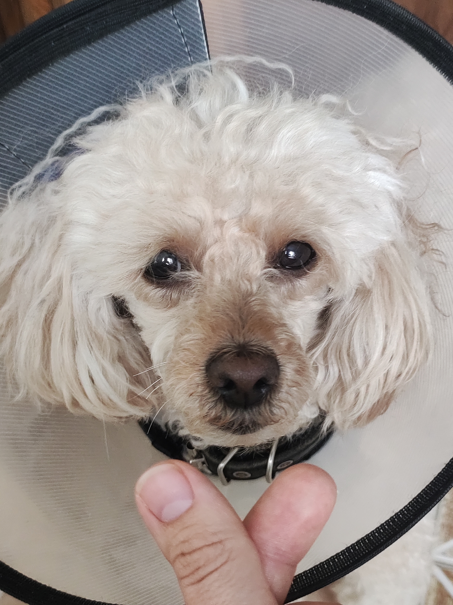 The image shows a light-colored poodle-type dog wearing a black leather collar with silver hardware and a clear plastic Elizabethan collar (cone of shame) with black trim. The dog's face is the main focus, looking directly at the camera. In the bottom of the frame is a human finger, slightly bent. The location and city are unknown.